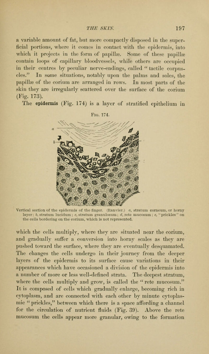 a variable amount of Hit, but more ecjmpaetly disposed in the super- ficial portions, where it comes in contact with the epidermis, into which it projects in the form of pa})illie. Some of these papillfe contain loops of capillary bloodvessels, while others arc occuj)ied in their centres by peculiar nerve-endings, called  tactile corpus- cles. In some situations, notably upon the palms and soles, the papillffi of the corium are arrantred in rows. In most parts of the skin they are irregularly scattered over the surface of the corium (Fig. 173). The epidermis (Fig. 174) is a layer of stratified epithelium in Vertical section of the epidermis of the finger. (Ranvier.) a, stratum corneum, or horny layer; 6, stratum lucidum ; c, stratum granulosum; (/, rete mucosum ; e, prickles on the cells bordering on the corium, which is not represented. which the cells multiply, where they are situated near the corium, and gradually suffer a conversion into horny scales as they are pushed toward the surface, -svhere they are eventually desquamated. The changes the cells undergo in their journey from the deeper layers of the epidermis to its surface cause variations in their appearances which have occasioned a division of the epidermis into a niunber of more or less well-defined strata. The deepest stratum, where the cells multiply and grow, is called the rete mucosum. It is composed of cells Avhich gradually enlarge, becoming rich in cytoplasm, and arc connected with each other by minute cytoplas- mic  prickles, between which there is a space aifording a channel for the circulation of nutrient fluids (Fig. 39). Above the rete mucosum the cells appear more granular, owing to the formation