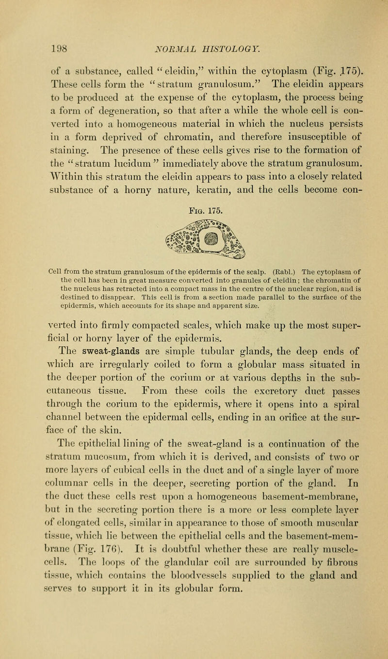 of a substance, called eleidin, widiiii the cytoplasm (Fig. 175). These cells form the stratum granulosum. The eleidin appears to be produced at the expense of the cytoplasm, the process being a form of defeneration, so that after a while the Avhole cell is con- verted into a homogeneous material in which the nucleus persists in a form deprived of chromatin, and therefore insusceptible of staining. The presence of these cells gives rise to the formation of the stratum lucidum immediately above the stratum granulosum. AVithin this stratum the eleidin appears to pass into a closely related substance of a horny nature, keratin, and the cells become con- FiG. 175. Cell from the stratum granulosum of the epidermis of the scalp. (Rabl.) The cytoplasm of the cell has been in great measure converted into granules of eleidin; the chromatin of the nucleus has retracted into a compact mass in the centre of the nuclear region, and is destined to disappear. This cell is from a section made parallel to the surface of the epidermis, which accounts for its shape and apparent size. verted into firmly compacted scales, which make up the most super- ficial or horny layer of the epidermis. The sweat-glands are simple tubular glands, the deep ends of which are irregularly coiled to form a globular mass situated in the deeper portion of the corium or at various depths in the sub- cutaneous tissue. From these coils the excretory duct passes through the corium to the epidermis, where it opens into a spiral channel between the epidermal cells, ending in an orifice at the sur- face of the skin. The epithelial lining of the sweat-gland is a continuation of the stratum mucosum, from which it is derived, and consists of two or more layers of cubical cells in the duct and of a single layer of more columnar cells in the deeper, secreting portion of the gland. In the duct these cells rest upon a homogeneous basement-membrane, but in the secreting portion there is a more or less complete layer of elongated cells, similar in appearance to those of smooth muscular tissue, which lie between the oj)ithelial cells and the basement-mem- brane (Fig. 176). It is doubtful whether these are really muscle- cells. The loops of the glandular coil are surrounded by fibrous tissue, which contains the bloodvessels supplied to the gland and serves to support it in its globular form.