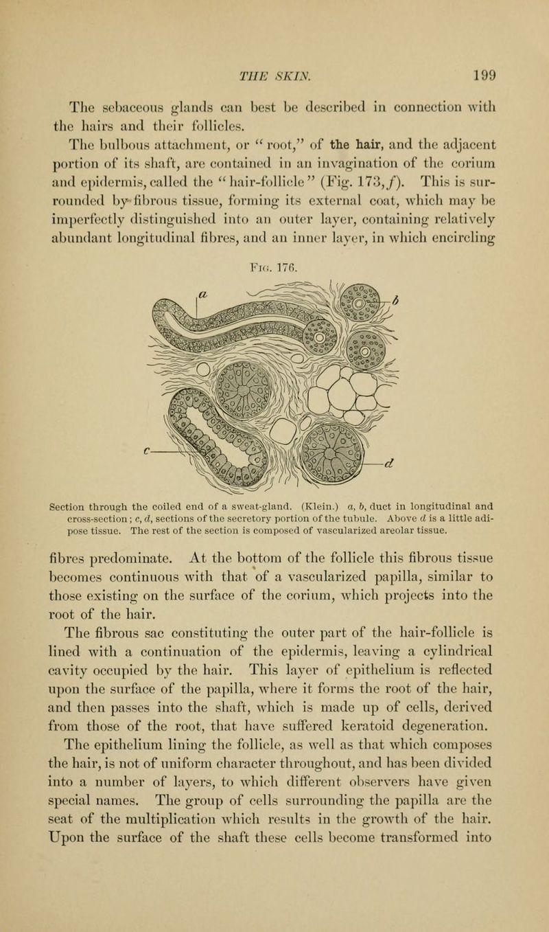The sebaceous glands can best be described in connection witli the hairs and tlicir follicles. The bulbous attachment, or  root, of the hair, and the adjacent ])ortion of its shaft, are contained in an invafj;!nation of the corium and e[)iderinis,called the  hair-follicle (Fig. 17.j,/). This is sur- rounded by-fibrous tissue, forming its external coat, which may be imperfectly distinguished into an outer layer, containing relatively abundant longitudinal fibres, and an inner layer, in which encircling lM(i. 176. Section through the coiled end of a sweat-gland. (Klein.) a, b, duct in longitudinal and cross-section ; c, d, sections of the secretory portion of the tubule. Above d is a little adi- pose tissue. The rest of the section is composed of vascularized areolar tissue. fibres predominate. At the bottom of the follicle this fibrous tissue becomes continuous with that of a vascularized papilla, similar to those existing on the surface of the corium, which projects into the root of the hair. The fibrous sac constituting the outer part of the hair-follicle is lined with a continuation of the epidermis, leaving a cylindrical cavity occu])ied by the hair. This layer of epithelium is reflected upon the surface of the papilla, where it forms the root of the hair, and then passes into the shaft, which is made up of cells, derived from those of the root, that have suffered keratoid degeneration. The epithelium lining tiie follicle, as well as that which composes the hair, is not of uniform character throughout, and has been divided into a number of layers, to which different observers have given special names. The group of cells surrounding the papilla are the seat of the multiplication which results in the growth of the hair. Upon the surface of the shaft these cells become transformed into