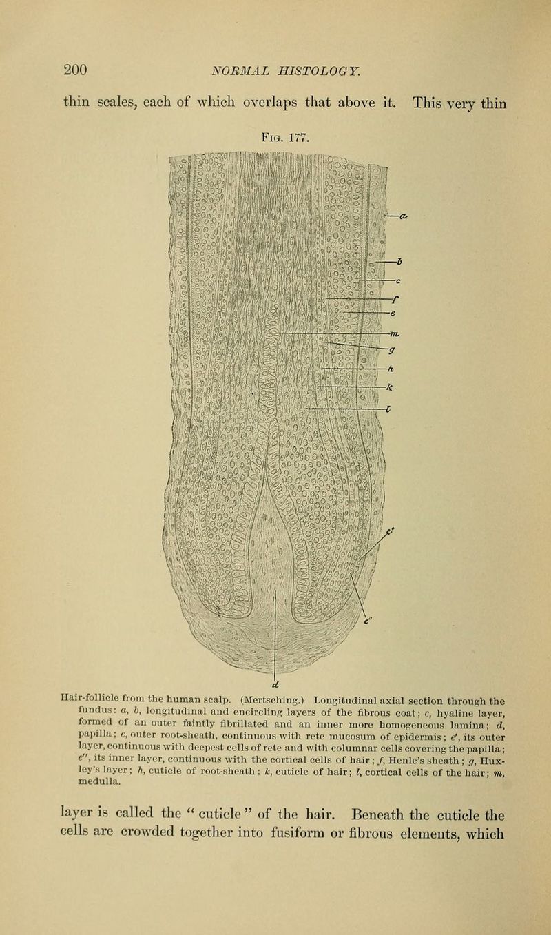 thin scales, each of which overlaps that above it. This very thin Fig. 177. .—_/. Hair-follicle from the human scalp. (Mertsching.) Longitudinal axial section through the fundus: a, h, longitudinal and encircling layers of the fibrous coat; c, hyaline layer, formed of an outer faintly fibrillated and an inner more homogeneous lamina; d, papilla; e, outer root-sheath, continuous with rete mucosum of epidermis; n', its outer layer, continuous with deepest cells of rete and with columnar cells covering the papilla; e, its inner layer, continuous with the cortical cells of hair ; /, Henle's sheath ; r/, Hux- ley's layer; h, cuticle of root-sheath ; k, cuticle of hair; I, cortical cells of the hair; m, medulla. layer is called the cuticle of the hair. Beneath the cuticle the cells are crowded together into fusiform or fibrous elements, which