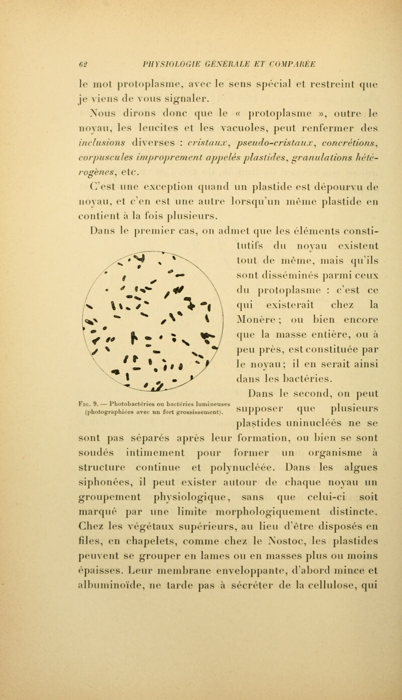 le mot protoplasme, avec le sens spécial et restreint que je viens de vous signaler. Nous dirons donc que le « protoplasme », outre le noyau, les leucites et les vacuoles, peut renfermer des inclusions diverses : cristaux, pseudo-cristaux, concrétions* corpuscules improprement appelésplastides, granulations hété- rogènes, etc. C'est une exception quand un plastide est dépourvu de noyau, et c'en est une autre lorsqu'un même plastide en contient à la fois plusieurs. Dans le premier cas, on admet que les éléments consti- tutifs du noyau existent tout de même, mais qu'ils sont disséminés parmi ceux du protoplasme : c'est ce qui existerait chez la Monère ; ou bien encore que la niasse entière, ou à peu près, est constituée par le noyau; il en serait ainsi dans les bactéries. Dans le second, on peut Fin. 9. — Photobactéries ou bactéries lumineuses 1 (photographiées avec un fort grossissement). SUppOSel* qilC plUSlClUS plastides uninucléés ne se sont pas séparés après leur formation, ou bien se sont soudés intimement pour former un organisme à structure continue et polynueléée. Dans les algues siphonées, il peut exister autour de chaque noyau un groupement physiologique, sans que celui-ci soit marqué par une limite morphologiquement distincte Chez les végétaux supérieurs, au lieu d'être disposés en files, en chapelets, comme chez le Nostoc, les plastides peuvent se grouper en lames ou en masses plus ou moins «'•paisses. Leur membrane enveloppante, d'abord mince et albuminoïde, ne laide pas a sécréter de la cellulose, qui