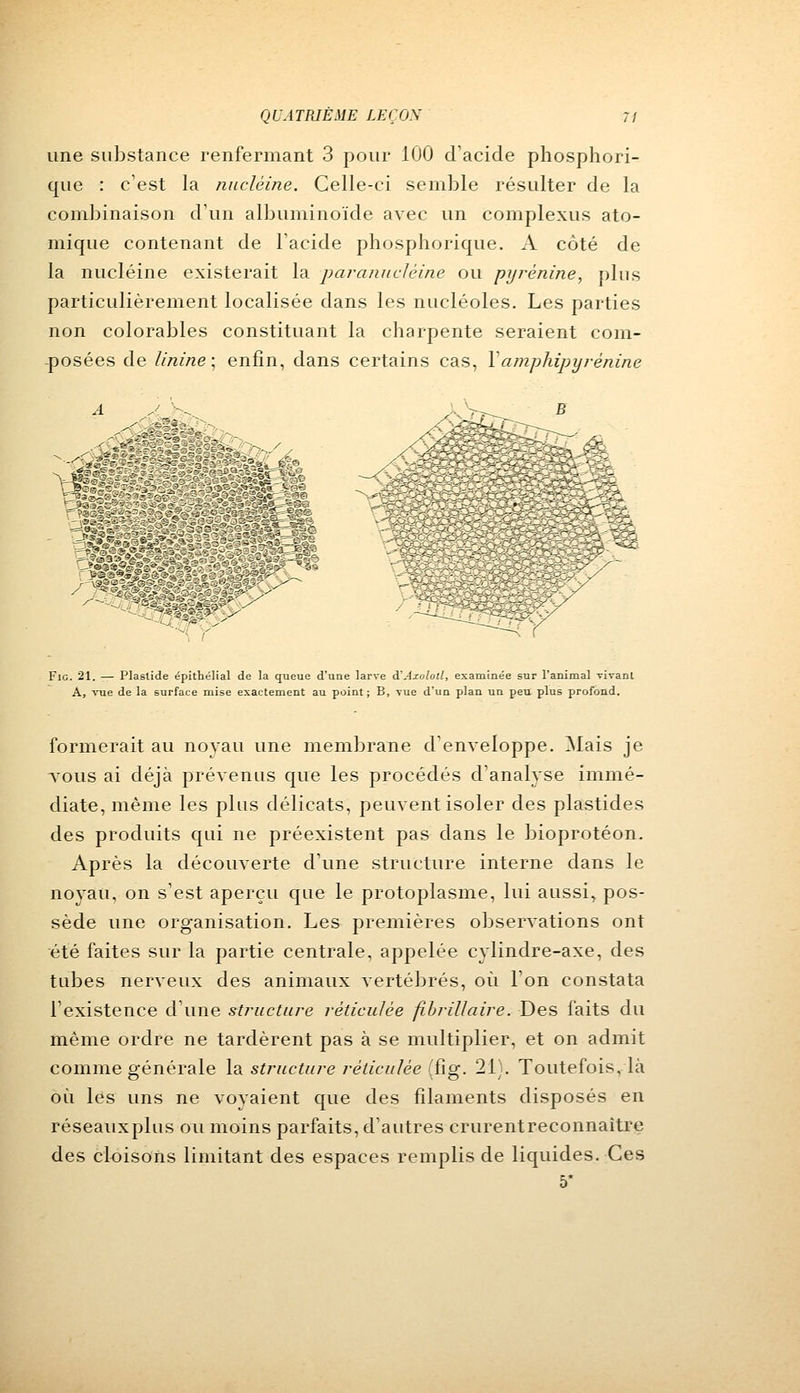 une substance renfermant 3 pour 100 d'acide phosphori- que : c'est la nuclèine. Celle-ci semble résulter de la combinaison d'un albuminoïde avec un complexus ato- mique contenant de l'acide phosphoiïque. A côté de la nuclèine existerait la paranucléine ou pyrénine, plus particulièrement localisée dans les nucléoles. Les parties non colorables constituant la charpente seraient com- posées de linine; enfin, dans certains cas, Yamphipyrénine v~_ vif 5» - 'y ^ '- JîîW / Fig. 21. — Plaslide épithélial de la queue d'une larve d'Axolotl, examinée sur l'animal vivant A, vue de la surface mise exactement au point; B, vue d'un plan un peu plus profond. formerait au noyau une membrane d'enveloppe. Mais je tous ai déjà prévenus que les procédés d'analyse immé- diate, même les plus délicats, peuvent isoler des plastides des produits qui ne préexistent pas dans le bioprotéon. Après la découverte d'une structure interne dans le noyau, on s'est aperçu que le protoplasme, lui aussi, pos- sède une organisation. Les premières observations ont été faites sur la partie centrale, appelée cylindre-axe, des tubes nerveux des animaux vertébrés, où l'on constata l'existence d'une structure réticulée fibrillaire. Des laits du même ordre ne tardèrent pas à se multiplier, et on admit comme générale la structure réticulée (fig. 21). Toutefois, là où les uns ne voyaient que des filaments disposés en réseauxplus ou moins parfaits, d'autres crurentreconnaitre des cloisons limitant des espaces remplis de liquides. Ces 5*