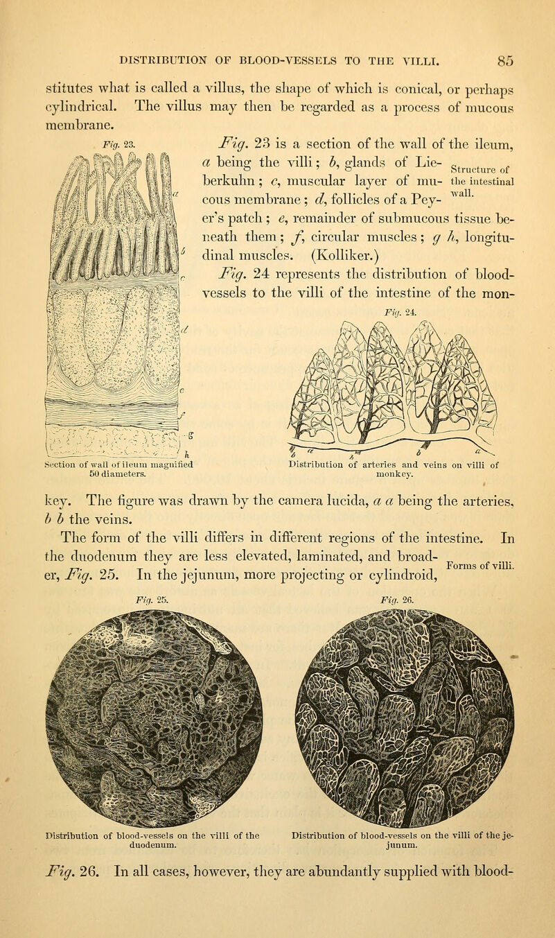 stitutes what is called a villus, tlie slmpe of which is conical, or perhaps cylindrical. The villus may then be regarded as a process of mucous meniTbrane. Fig. 23 is a section of the wall of the ileum, a beins; the villi; h. elands of Lie- „, , o ' ' o Structure of herkuhn ; <?, muscular layer of mu- the intestinal cous membrane; d, follicles of a Pey- er's patch ; e, remainder of submucous tissue be- neath them; y, circular muscles; g A, longitu- dinal muscles. (Kolliker.) Fig. 24 represents the distribution of blood- vessels to the villi of the intestine of the mon- Fi(j. 24. Section of wall of ileum magnified 50 diameters Distriliution of arteries and veins on villi of monkey. key. The figure was drawn by the camera lucida, a a being the arteries, h h the veins. The form of the villi differs in different regions of the intestine. In the duodenum they are less elevated, laminated, and broad- „.-_.. . . T 1 • 1 Forms of villi. er, I'lg. 25. in the jejunum, more projectmg or cylmdroid, F/fiT. 25. Fig. 26. Distribution of blood-vessels on the villi of the duodenum. Distribution of blood-vessels on the villi of the je- junum. Fig. 26. In all cases, however, they are abundantly supplied with blood-