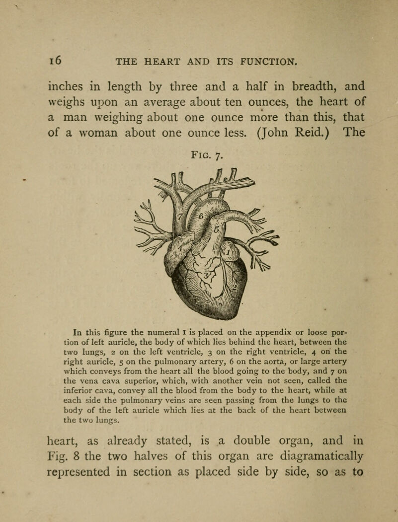inches in length by three and a half in breadth, and weighs upon an average about ten ounces, the heart of a man weighing about one ounce more than this, that of a woman about one ounce less. (John Reid.) The Fig. 7. In this figure the numeral i is placed on the appendix or loose por- tion of left auricle, the body of which lies behind the heart, between the two lungs, 2 on the left ventricle, 3 on the right ventricle, 4 on the right auricle, 5 on the pulmonary artery, 6 on the aorta, or large artery which conveys from the heart all the blood going to the body, and 7 on the vena cava superior, which, with another vein not seen, called the inferior cava, convey all the blood from the body to the heart, while at each side the pulmonary veins are seen passing from the lungs to the body of the left auricle which lies at the back of the heart between the two lungs. heart, as already stated, is a double organ, and in Fig. 8 the two halves of this organ are diagramatically represented in section as placed side by side, so as to