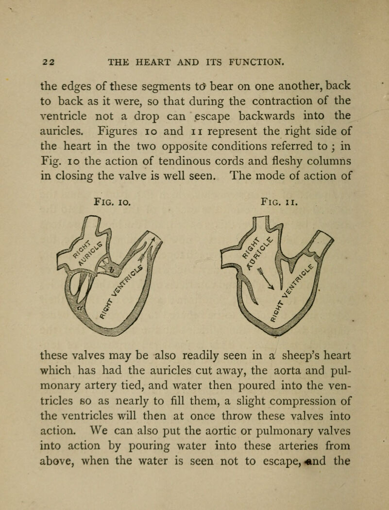 the edges of these segments t(5 bear on one another, back to back as it were, so that during the contraction of the ventricle not a drop can escape backwards into the auricles. Figures lo and ii represent the right side of the heart in the two opposite conditions referred to ; in Fig. lo the action of tendinous cords and fleshy columns in closing the valve is well seen. The mode of action of Fig. io. Fig. II. these valves may be also readily seen in a sheep's heart which has had the auricles cut away, the aorta and pul- monary artery tied, and water then f)Oured into the ven- tricles BO as nearly to fill them, a slight compression of the ventricles will then at once throw these valves into action. We can also put the aortic or pulmonary valves into action by pouring water into these arteries from above, when the water is seen not to escape, *nd the