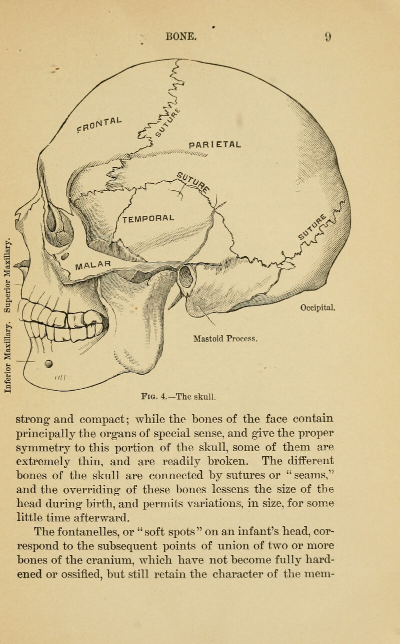 Occipital. Fig. 4.—The skull. strong and compact; while the hones of the face contain principally the organs of special sense, and give the proper symmetry to this portion of the skull, some of them are extremely thin, and are readily broken. The different bones of the skull are connected by sutures or  seams, and the overriding of these bones lessens the size of the head during birth, and x^ermits variations, in size, for some little time afterward. The fontanelles, or  soft spots  on an infant's head, cor- respond to the subsequent points of union of two or more bones of the cranium, which have not become fully hard- ened or ossified, but still retain the character of the mem-