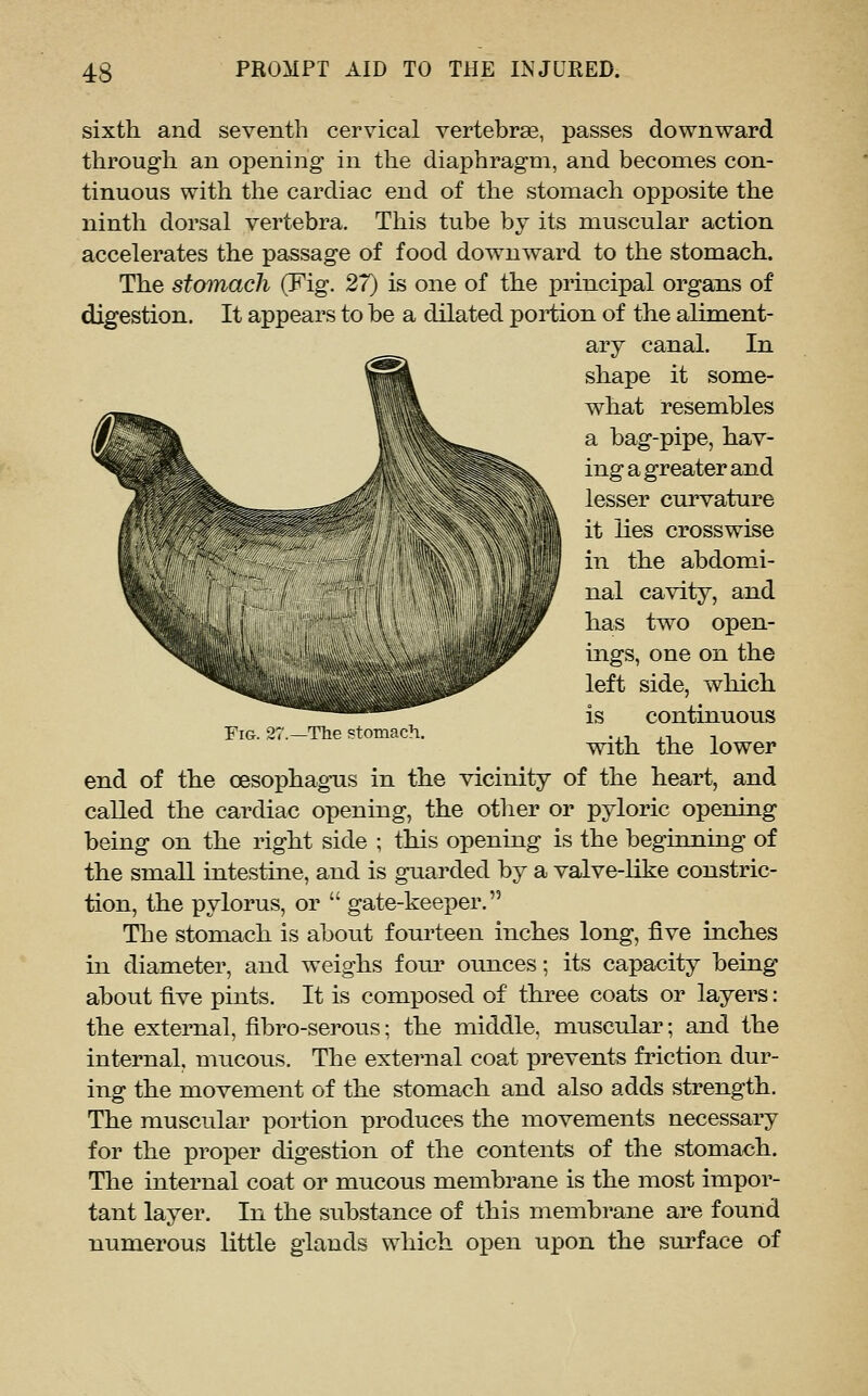 sixth and seventh cervical vertebrge, passes downward through an opening in the diaphragm, and becomes con- tinuous with the cardiac end of the stomach opposite the ninth dorsal vertebra. This tube by its muscular action accelerates the passage of food downward to the stomach. The stomach (Fig. 27) is one of the j)rincipal organs of digestion. It appears to be a dilated portion of the aliment- ary canal. In shape it some- what resembles a bag-pipe, hav- ing a greater and lesser curvature it lies crosswise in the abdomi- nal cavity, and has two open- ings, one on the left side, which is continuous with the lower end of the oesophag-us in the vicinity of the heart, and called the cardiac opening, the other or pyloric opening being on the right side ; this opening is the beginning of the small intestuie, and is guarded by a valve-like constric- tion, the pylorus, or  gate-keeper. The stomach is about fourteen inches long, five inches in diameter, and weighs four ounces; its capacity being about five pints. It is composed of three coats or layers: the external, fibro-serous; the middle, muscular; and the internal, mucous. The external coat prevents friction dur- ing the movement of the stomach and also adds strength. The muscular portion produces the movements necessary for the proper digestion of the contents of the stomach. The internal coat or mucous membrane is the most impor- tant layer. In the substance of this membrane are found numerous little glands which open upon the surface of YiG. 27.—The stomach.