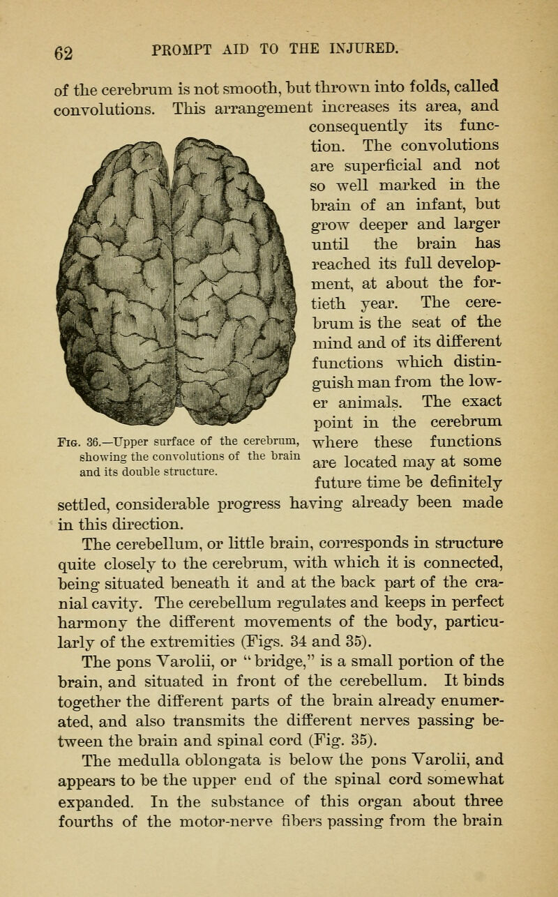 of the cerebrum is not smooth, hut thrown into folds, called convolutions. This arrangement increases its area, and consequently its func- tion. The convolutions are superficial and not so well marked in the braui of an infant, but grow deeper and larger until the brain has reached its full develop- ment, at about the for- tieth year. The cere- brum is the seat of the mind and of its different functions which distin- guish man from the low- er animals. The exact point in the cerebrum where these functions are located may at some future time be definitely settled, considerable progress having already been made in this direction. The cerebellum, or little brain, corresponds in structure quite closely to the cerebrum, with which it is connected, being situated beneath it and at the back part of the cra- nial cavity. The cerebellum regulates and keeps in perfect harmony the different movements of the body, particu- larly of the extremities (Figs. 34 and 35). The pons Varolii, or  bridge, is a small portion of the brain, and situated in front of the cerebellum. It binds together the different parts of the brain already enumer- ated, and also transmits the different nerves passing be- tween the brain and spinal cord (Fig. 35). The medulla oblongata is below the pons Varolii, and appears to be the upper end of the spinal cord somewhat expanded. In the substance of this organ about three fourths of the motor-nerve fibers passing from the brain Fig. 36.—Upper surface of the cerebrum, showing the convolutions of the brain and its double structure.