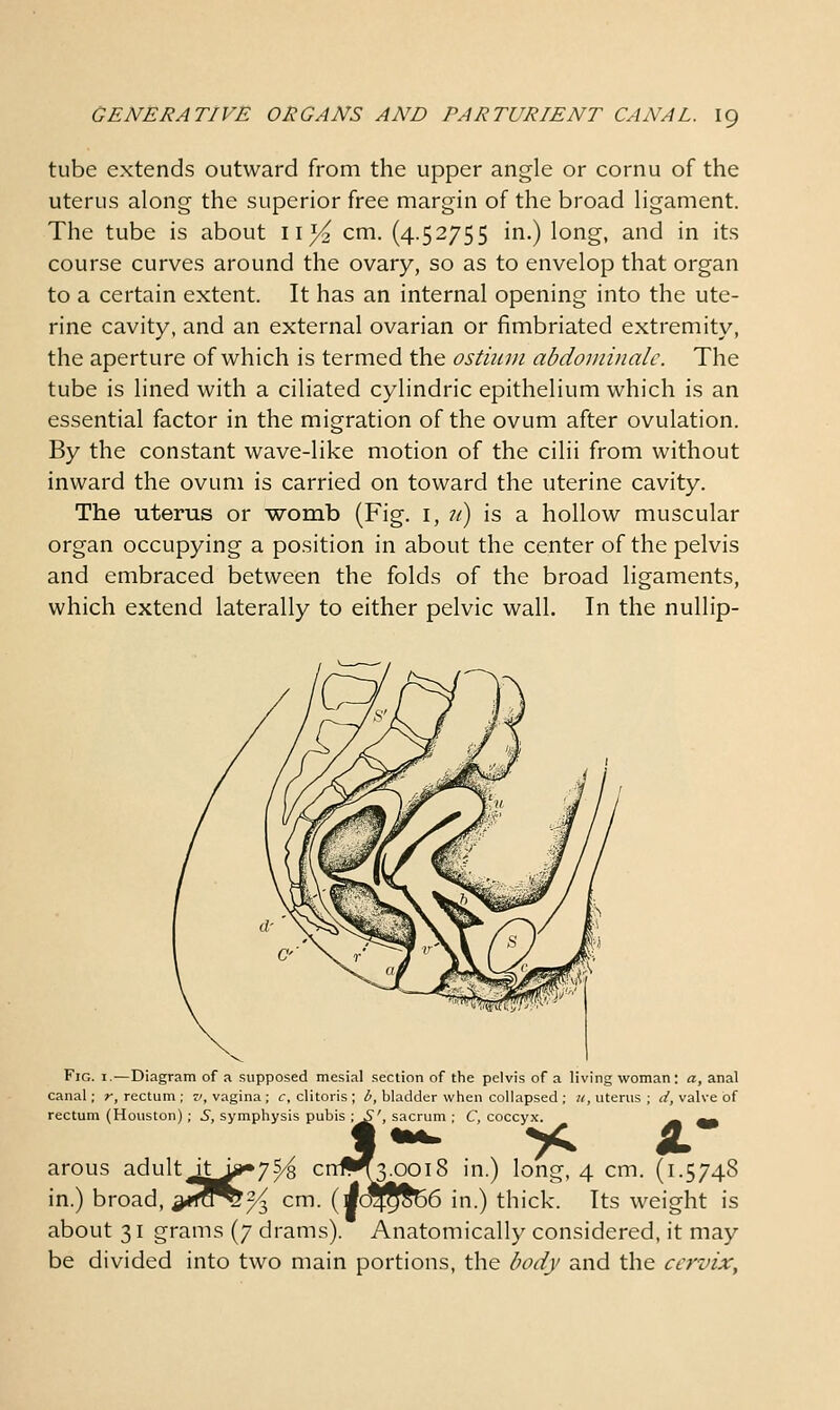 tube extends outward from the upper angle or cornu of the uterus along the superior free margin of the broad ligament. The tube is about 11^ cm. (4.52755 in.) long, and in its course curves around the ovary, so as to envelop that organ to a certain extent. It has an internal opening into the ute- rine cavity, and an external ovarian or fimbriated extremity, the aperture of which is termed the ostium abdominalc. The tube is lined with a ciliated cylindric epithelium which is an essential factor in the migration of the ovum after ovulation. By the constant wave-like motion of the cilii from without inward the ovum is carried on toward the uterine cavity. The uterus or womb (Fig. i, ?/) is a hollow muscular organ occupying a position in about the center of the pelvis and embraced between the folds of the broad ligaments, which extend laterally to either pelvic wall. In the nullip- FlG canal; r, rectum ; v, vagina ; c, clitoris ; rectum (Houston) ; S, symphysis pub Diagram of a supposed mesial section of the pelvis of a living woman: a, anal b, bladder when collapsed ; 21, uterus ; d, valve of rum ; C, coccyx. ._ ^_ 8 in.) long, 4 cm. (1.5748 >6 in.) thick. Its weight is Anatomically considered, it may be divided into two main portions, the body and the cervix. arous adult in.) broad, about 31 grams (7 drams).