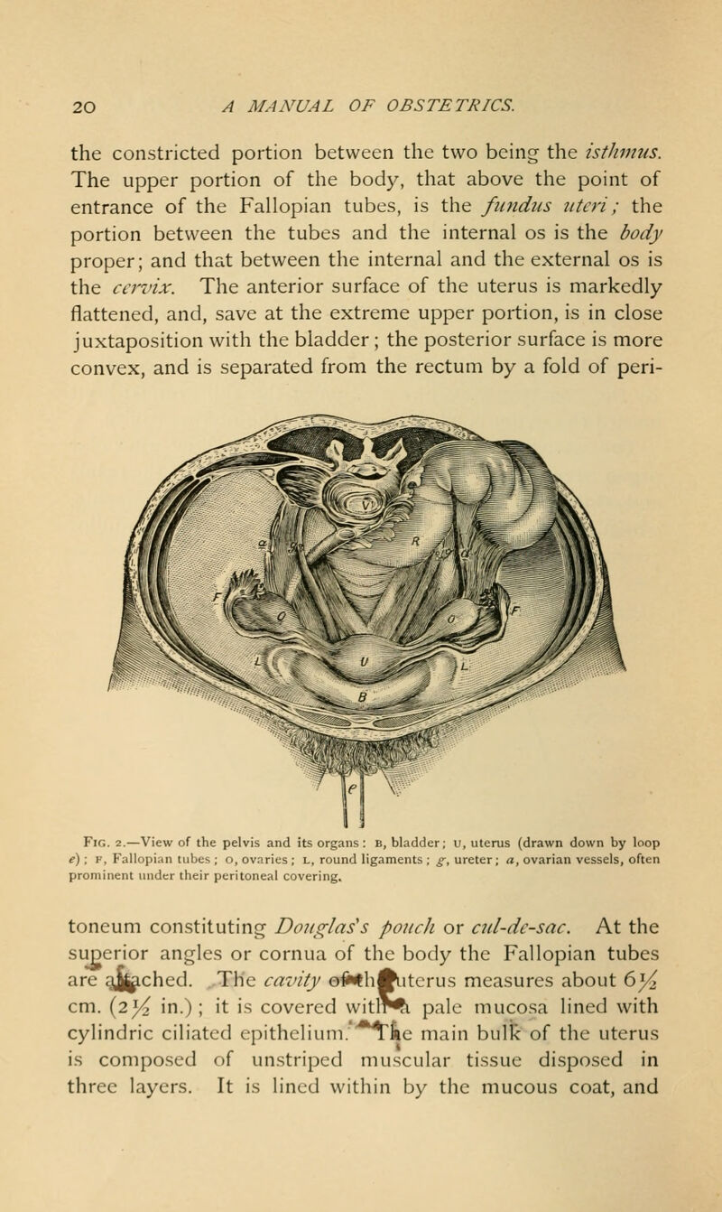 the constricted portion between the two being the isthmus. The upper portion of the body, that above the point of entrance of the Fallopian tubes, is the fiuidiis uteri; the portion between the tubes and the internal os is the body proper; and that between the internal and the external os is the cervix. The anterior surface of the uterus is markedly flattened, and, save at the extreme upper portion, is in close juxtaposition with the bladder; the posterior surface is more convex, and is separated from the rectum by a fold of peri- FiG. 2.—View of the pelvis and its organs: b, bladder; u, uterus (drawn down by loop i); V, Fallopian tubes ; o, ovaries ; L, round ligaments ; g, ureter; a, ovarian vessels, often prominent luider their peritoneal covering. toneum constituting Douglas's pouch or cul-de-sac. At the superior angles or cornua of the body the Fallopian tubes are g^ched. The cavity o^h^utcrus measures about 6}^ cm. (23^ in.); it is covered witl^^ pale mucosa lined with cylindric ciliated epithelium.*'*irfee main bullc of the uterus is composed of unstriped muscular tissue disposed in three layers. It is lined within by the mucous coat, and