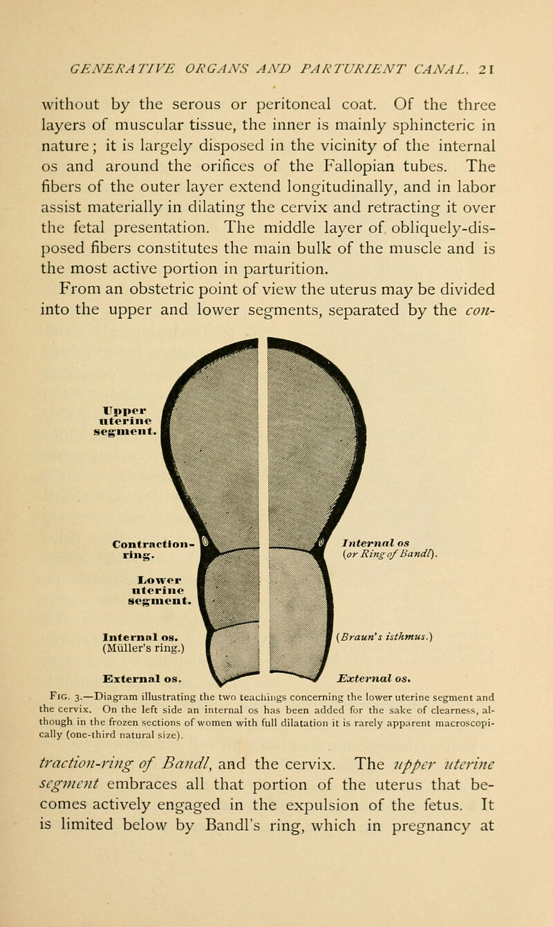 without by the serous or peritoneal coat. Of the three layers of muscular tissue, the inner is mainly sphincteric in nature; it is largely disposed in the vicinity of the internal OS and around the orifices of the Fallopian tubes. The fibers of the outer layer extend longitudinally, and in labor assist materially in dilating the cervix and retracting it over the fetal presentation. The middle layer of obliquely-dis- posed fibers constitutes the main bulk of the muscle and is the most active portion in parturition. From an obstetric point of view the uterus may be divided into the upper and lower segments, separated by the con- Liower nteriiio seg^ineut Internal os. (Miiller's ring.) External os Internal os {or Ringof Bandl). (Braun's isthmus.) External os. Fig. 3.—Diagram illustrating the two teachings concerning the lower uterine segment and the cervix. On the left side an internal os has been added for the sake of clearness, al- though in the frozen sections of women with full dilatation it is rarely apparent macroscopi- cally (one-third natural size). traction-ring of Bandl, and the cervix. The nppcr uterine segment embraces all that portion of the uterus that be- comes actively engaged in the expulsion of the fetus. It is limited below by Bandl's ring, which in pregnancy at