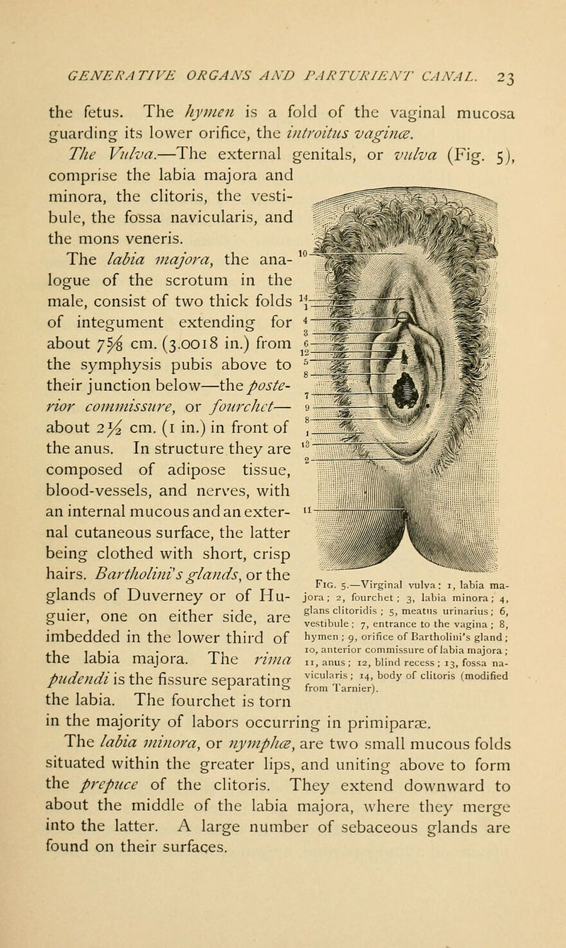 J^ ^4 the fetus. The hymen is a fold of the vaginal mucosa guarding its lower orifice, the introitiis vagincs. The Vulva.—The external genitals, or vulva (Fig. 5], comprise the labia majora and minora, the clitoris, the vesti- bule, the fossa navicularis, and the mons veneris. The labia majora, the ana- logue of the scrotum in the male, consist of two thick folds \ of integument extending for about 7^ cm. (3.0018 in.) from the symphysis pubis above to their junction below—\}:iQposte- rior commissure, or fourchet— about 2^ cm. (i in.) in front of the anus. In structure they are composed of adipose tissue, blood-vessels, and nerves, with an internal mucous and an exter- nal cutaneous surface, the latter being clothed with short, crisp hairs. Bartholiid's glands, or the glands of Duverney or of Hu- guier, one on either side, are imbedded in the lower third of the labia majora. The rima pudenda?, the fissure separating the labia. The fourchet is torn in the majority of labors occurring in primiparae. The labia ndnora, or nymphce, are two small mucous folds situated within the greater lips, and uniting above to form the prepuce of the clitoris. They extend downward to about the middle of the labia majora, where they merge into the latter. A large number of sebaceous glands are found on their surfaces. Fig 5—Virginal vulva- i, labia ma- jora; 2, fourchet; 3, labia minora; 4, glans clitoridis ; 5, meatus urinarius; 6, vestibule ; 7, entrance to the vagina ; 8, hymen ; 9, orifice of Bartholini's gland ; 10, anterior commissure of labia majora ; 11, anus; 12, blind recess; 13, fossa na- vicularis; 14, body of clitoris (modified from Tarnier).