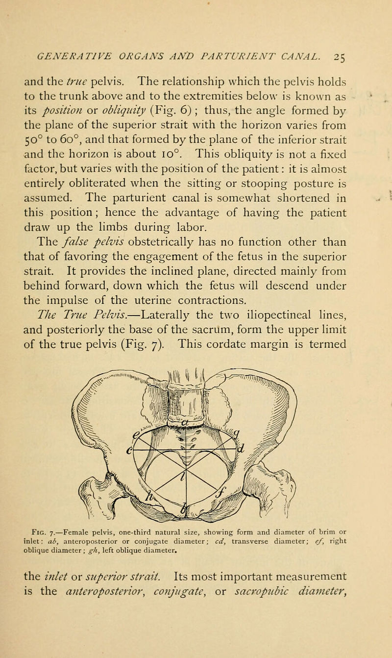 and the true pelvis. The relationship which the pelvis holds to the trunk above and to the extremities below is known as its position or obliquity (Fig. 6) ; thus, the angle formed by the plane of the superior strait with the horizon varies from 50° to 60°, and that formed by the plane of the inferior strait and the horizon is about 10°. This obliquity is not a fixed factor, but varies with the position of the patient: it is almost entirely obliterated when the sitting or stooping posture is assumed. The parturient canal is somewhat shortened in this position; hence the advantage of having the patient draw up the limbs during labor. The false pelvis obstetrically has no function other than that of favoring the engagement of the fetus in the superior strait. It provides the inclined plane, directed mainly from behind forward, down which the fetus will descend under the impulse of the uterine contractions. The True Pelvis.—Laterally the two iliopectineal lines, and posteriorly the base of the sacrum, form the upper limit of the true pelvis (Fig. 7). This cordate margin is termed Fig. 7.—Female pelvis, one-third natural size, showing form and diameter of brim or inlet: ab, anteroposterior or conjugate diameter; cd, transverse diameter; ef, right oblique diameter ; gh, left oblique diameter. the i7ilet or superior strait. Its most important measurement is the anteroposterior, conjugate, or sacroptibic diameter,