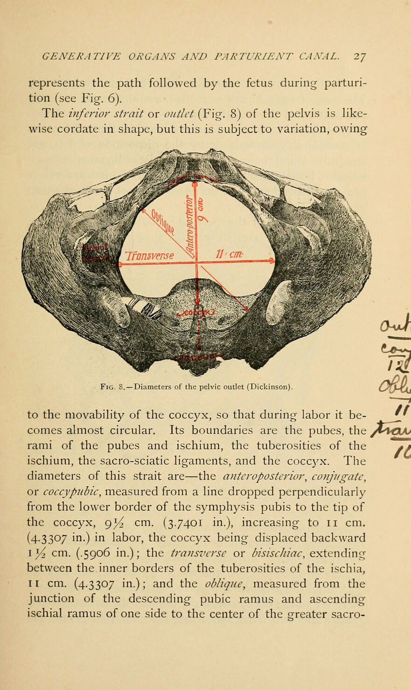 represents the path followed by the fetus during parturi- tion (see Fig. 6). The inferior strait or outlet (Fig. 8) of the pelvis is like- wise cordate in shape, but this is subject to variation, owing Fig. 8. —Diameters of the pelvic outlet (Dickinson) to the niovability of the coccyx, so that during labor it be- ^' comes almost circular. Its boundaries are the pubes, the /^*ax> rami of the pubes and ischium, the tuberosities of the f» ischium, the sacro-sciatic ligaments, and the coccyx. The diameters of this strait are—the anteroposterior, conjugate, or coccypiibic, measured from a line dropped perpendicularly from the lower border of the symphysis pubis to the tip of the coccyx, 9^ cm. (3.7401 in.), increasing to 11 cm. (4.3307 in.) in labor, the coccyx being displaced backward i^ cm. (.5906 in.); the transverse or bisiscJiiac, extending between the inner borders of the tuberosities of the ischia, 11 cm. (4.3307 in.); and the oblique, measured from the junction of the descending pubic ramus and ascending ischial ramus of one side to the center of the greater sacro-