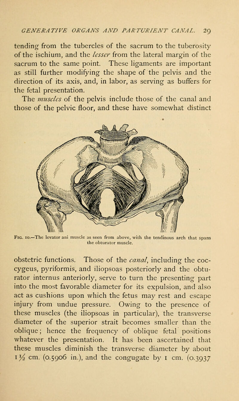 tending from the tubercles of the sacrum to the tuberosity of the ischium, and the ksscr from the lateral margin of the sacrum to the same point. These ligaments are important as still further modifying the shape of the pelvis and the direction of its axis, and, in labor, as serving as buffers for the fetal presentation. The muscles of the pelvis include those of the canal and those of the pelvic floor, and these have somewhat distinct Fig. 10.—The levator ani muscle as seen from above, with the tendinous arch that spans the obturator muscle. obstetric functions. Those of the canal, including the coc- cygeus, pyriformis, and iliopsoas posteriorly and the obtu- rator internus anteriorly, serve to turn the presenting part into the mo.st favorable diameter for its expulsion, and also act as cushions upon which the fetus may rest and escape injury from undue pressure. Owing to the presence of these muscles (the iliopsoas in particular), the transverse diameter of the superior strait becomes smaller than the oblique; hence the frequency of oblique fetal positions whatever the presentation. It has been ascertained that these muscles diminish the transverse diameter by about i^ cm. (0.5906 in.), and the congugate by i cm. (0.3937