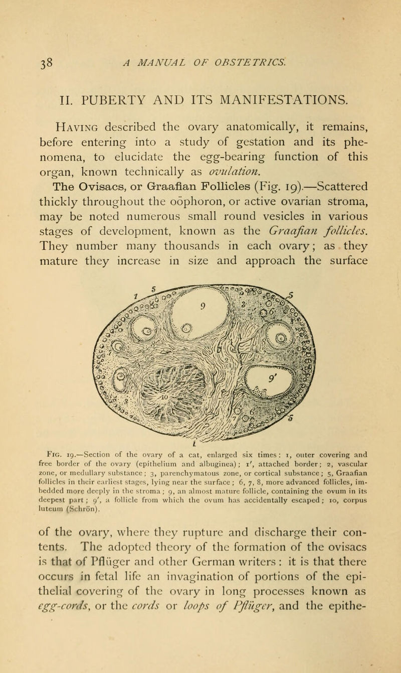 II. PUBERTY AND ITS MANIFESTATIONS. Having described the ovary anatomically, it remains, before entering into a study of gestation and its phe- nomena, to elucidate the egg-bearing function of this organ, known technically as ovulation. The Ovisacs, or Graafian Follicles (Fig. 19).—Scattered thickly throughout the oophoron, or active ovarian stroma, may be noted numerous small round vesicles in various stages of development, known as the Graafian follicles. They number many thousands in each ovary; as they mature they increase in size and approach the surface Fig. 19.—Section of the ovary of a cat, enlarged six times : i, outer covering and free border of the ovary (epithelium and albuginea) ; i', attached border; 2, vascular zone, or medullary substance; 3, parenchymatous zone, or cortical substance; 5, Graafian follicles in their earliest stages, lying near the surface ; 6, 7, 8, more advanced follicles, im- bedded more deeply in the stroma ; 9, an almost mature follicle, containing the ovum in its fleepest part ; 9', a follicle from which the ovum has accidentally escaped ; 10, corpus luteum (Schron). of the ovary, where they rujiturc and discharge their con- tents. The adopted theory of the formation of the ovisacs is that of Pfliiger and other German writers : it is that there occurs in fetal life an invagination of portions of the epi- thelial covering of the ovary in long processes known as egg-cords, or the cords or loops of Pfiugcr, and the epithe-