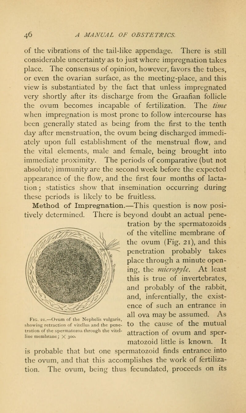 of the vibrations of the tail-Hke appendage. There is still considerable uncertainty as to just where impregnation takes place. The consensus of opinion, however, favors the tubes, or even the ovarian surface, as the meeting-place, and this view is substantiated by the fact that unless impregnated very shortly after its discharge from the Graafian follicle the ovum becomes incapable of fertilization. The time when impregnation is most prone to follow intercourse has been generally stated as being from the first to the tenth day after menstruation, the ovum being discharged immedi- ately upon full establishment of the menstrual flow, and the vital elements, male and female, being brought into immediate proximity. The periods of comparative (but not absolute) immunity are the second week before the expected appearance of the flow, and the first four months of lacta- tion ; statistics show that insemination occurring during these periods is likely to be fruitless. Method of Impregnation.—This question is now posi- tively determined. There is beyond doubt an actual pene- tration by the spermatozoids of the vitelline membrane of the ovum (Fig. 2i), and this penetration probably takes place through a minute open- ing, the micropyle. At least this is true of invertebrates, and probably of the rabbit, and, inferentially, the exist- ence of such an entrance in all ova may be assumed. As to the cause of the mutual attraction of ovum and sper- matozoid little is known. It is probable that but one spermatozoid finds entrance into the ovum, and that this accomplishes the work of fertiliza- tion. The ovum, being thus fecundated, proceeds on its Fig. 21.—Ovum of the Nephelis vulgaris, showing retraction of vitcllus and the pene- tration of the spermatozoa through the vitel- line membrane; X 300.