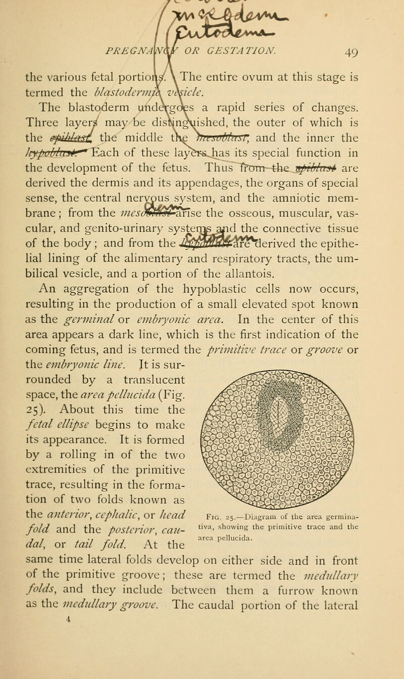 [J(jlyU*y\^ PREGNAV OR GESTATION. 49 the various fetal portioiW \ The entire ovum at this stage is termed the blastodcruitK vesicle The blastoderm undergoes a rapid series of changes. Three layer^ may be disfting^ished, the outer of which is the ^iikktSL, the middle tl liypobhift^ Each of these lay^ the development of the fetus. iei,ottasr, and the inner the Jias its special function in Thus Ifam-tfee 3piMiij^ are derived the dermis and its appendages, the organs of special sense, the central nervous system, and the amniotic mem- brane ; from the incso'mvm^^xsQ the osseous, muscular, vas- cular, and genito-urinary systen^ajid the connective tissue of the body; and from the igj^^fflSSrtre^erived the epithe- lial lining of the alimentary and respiratory tracts, the um- bilical vesicle, and a portion of the allantois. An aggregation of the hypoblastic cells now occurs, resulting in the production of a small elevated spot known as the germinal or embryonic area. In the center of this area appears a dark line, which is the first indication of the coming fetus, and is termed the primitive trace or groove or the embryonic line. It is sur- rounded by a translucent space, the area pelhicida (Fig. 25). About this time the fetal ellipse begins to make its appearance. It is formed by a rolling in of the two extremities of the primitive trace, resulting in the forma- tion of two folds known as the anterior, cephalic, or head fold and the posterior, cau- dal, or tail fold. At the same time lateral folds develop on either side and in front of the primitive groove; these are termed the medullary folds, and they include between them a furrow known as the medtdlary groove. The caudal portion of the lateral 4 Fig. 25.—Lliagram of the area germina- tiva, showing the primitive trace and the area pellucida.