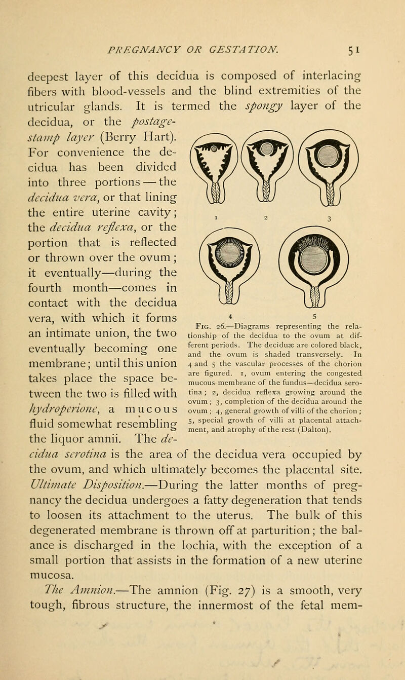deepest layer of this decidua is composed of interlacing fibers with blood-vessels and the blind extremities of the utricular glands. It is termed the spongy layer of the decidua, or the postage- stamp layer (Berry Hart). For convenience the de- cidua has been divided into three portions — the decidua vera, or that lining the entire uterine cavity; the decidua reflexa, or the portion that is reflected or thrown over the ovum ; it eventually—during the fourth month—comes in contact with the decidua vera, with which it forms an intimate union, the two eventually becoming one membrane; until this union takes place the space be- tween the two is filled with Jiydroperione, a mucous fluid somewhat resembling the liquor amnii. The de- cidua serotina is the area of the decidua vera occupied by the ovum, and which ultimately becomes the placental site. Ultimate Disposition.—During the latter months of preg- nancy the decidua undergoes a fatty degeneration that tends to loosen its attachment to the uterus. The bulk of this degenerated membrane is thrown off at parturition; the bal- ance is discharged in the lochia, with the exception of a small portion that assists in the formation of a new uterine mucosa. The Amiuon.—The amnion (Fig. 27) is a smooth, very tough, fibrous structure, the innermost of the fetal mem- 4 5 Fig. 26.—Diagrams representing the rela- tionship of the decidua to the ovum at dif- ferent periods. The deciduae are colored black, and the ovum is shaded transversely. In 4 and 5 the vascular processes of the chorion are figured, i, ovum entering the congested mucous membrane of the fundus—decidua sero- tina ; 2, decidua reflexa growing around the ovum ; 3, completion of the decidua around the ovum ; 4, general growth of villi of the chorion ; 5, special growth of villi at placental attach- ment, and atrophy of the rest (Dalton).