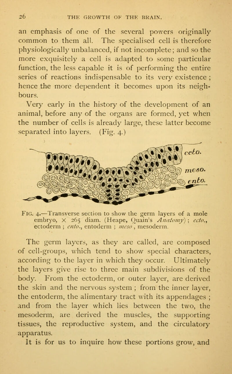 an emphasis of one of the several powers originally common to them all. The specialised cell is therefore physiologically unbalanced, if not incomplete; and so the more exquisitely a cell is adapted to some particular function, the less capable it is of performing the entire series of reactions indispensable to its very existence ; hence the more dependent it becomes upon its neigh- bours. Very earl)- in the history of the development of an animal, before any of the organs are formed, yet when the number of cells is already large, these latter become separated into layers. (Fig. 4.) Fig. 4.—Transverse section to show the germ layers of a mole embryo, X 265 diam. (Heape, Ouain's Anatomy) ; edo., ectoderm ; ento.^ entoderm ; nicso , mesoderm. The germ layers, as they are called, are composed of cell-groups, which tend to show special characters, according to the la)'er in which they occur. Ultimately the layers give rise to three main subdivisions of the bod}'. From the ectoderm, or outer layer, are derived the skin and the nervous system ; from the inner la}-er, the entoderm, the alimentary tract with its appendages ; and from the layer which lies between the two, the mesoderm, are derived the muscles, the supporting tissues, the reproductive system, and the circulatory apparatus. It is for us to inquire how these portions grow, and