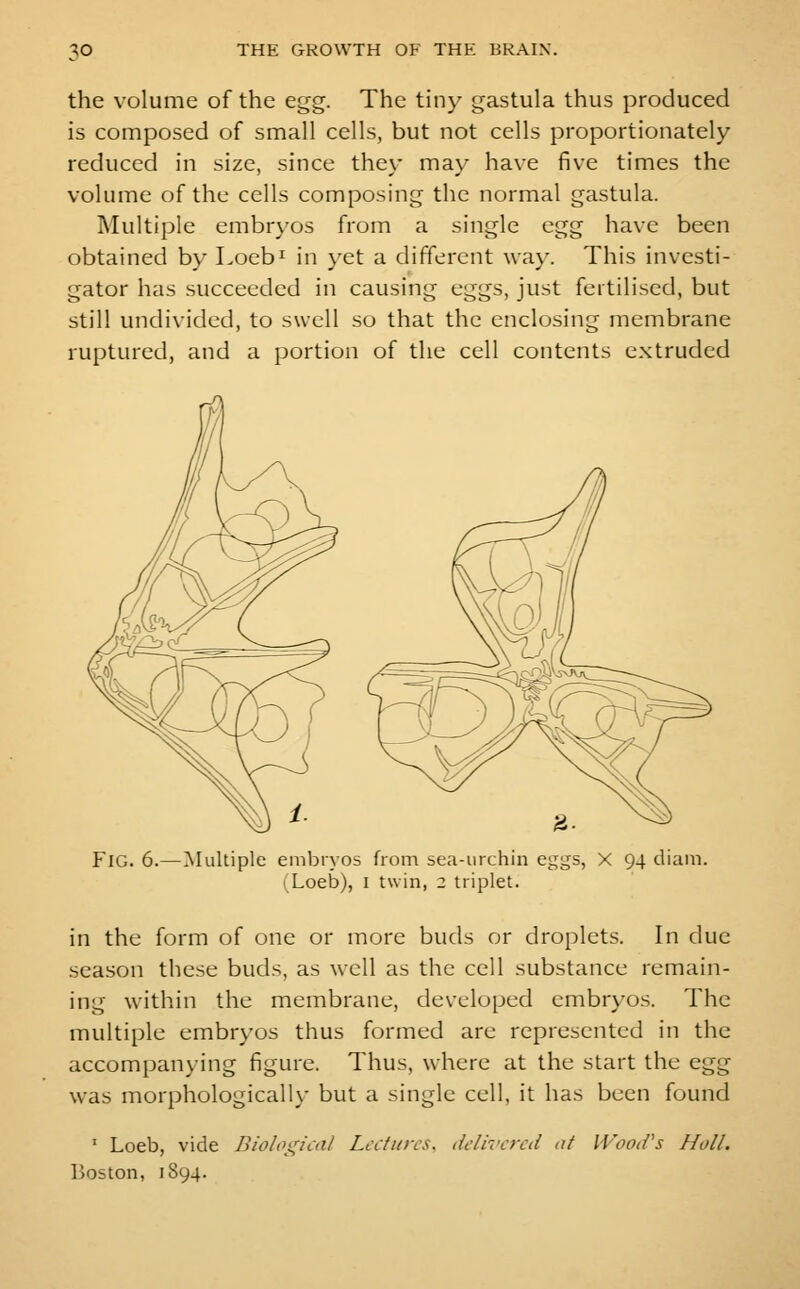 the volume of the egg. The tiny gastula thus produced is composed of small cells, but not cells proportionately reduced in size, since they ma\- have five times the volume of the cells composing the normal gastula. Multiple embryos from a single egg have been obtained b\- Loeb^ in }'et a different wa}'. This investi- gator has succeeded in causing eggs, just fertilised, but still undivided, to swell so that the enclosing membrane ruptured, and a portion of the cell contents extruded Fig. 6.—Multiple embryos from sea-urchin eggs, X 94 diam. Loeb), I twin, 2 triplet. in the form of one or more buds or droplets. In due season these buds, as well as the cell substance remain- ing within the membrane, developed embryos. The multiple embryos thus formed are represented in the accompanying figure. Thus, where at the start the egg was morphologically but a single cell, it has been found ' Loeb, vide Biological Lectures, dcli^'crcd at WooiVs Holl.