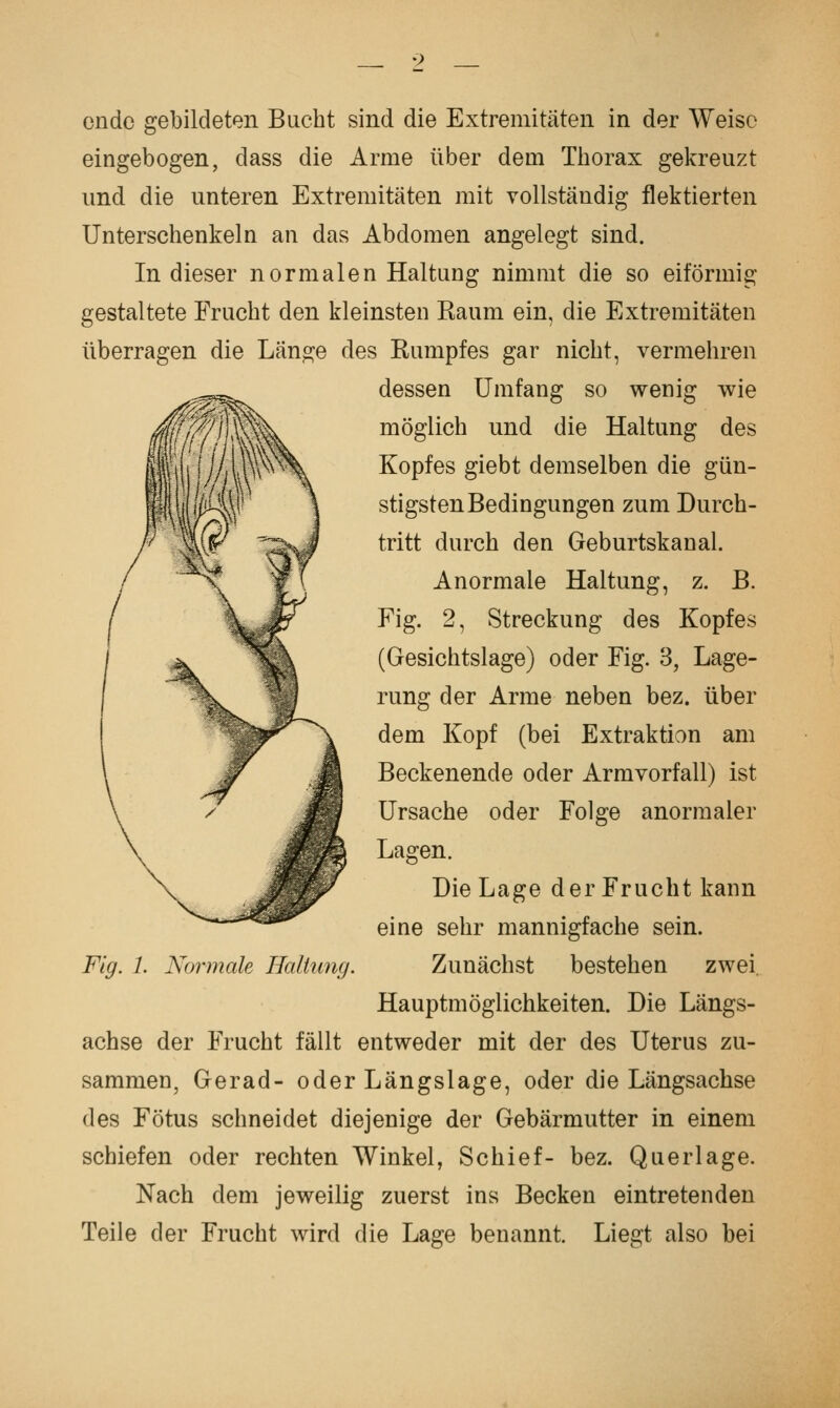 ende gebildeten Bucht sind die Extremitäten in der Weise eingebogen, dass die Arme über dem Thorax gekreuzt und die unteren Extremitäten mit vollständig flektierten Unterschenkeln an das Abdomen angelegt sind. In dieser normalen Haltung nimmt die so eiförmig gestaltete Frucht den kleinsten Eaum ein, die Extremitäten überragen die Läno^e des Kumpfes gar nicht, vermehren dessen Umfang so wenig wie möglich und die Haltung des Kopfes giebt demselben die gün- stigsten Bedingungen zum Durch- tritt durch den Geburtskanal. Anormale Haltung, z. B. Fig. 2, Streckung des Kopfes (Gesichtslage) oder Fig. 3, Lage- rung der Arme neben bez. über dem Kopf (bei Extraktion am Beckenende oder Armvorfall) ist Ursache oder Folge anormaler Lagen. Die Lage der Frucht kann eine sehr mannigfache sein. Zunächst bestehen zwei. Hauptmöglichkeiten. Die Längs- achse der Frucht fällt entweder mit der des Uterus zu- sammen, Gerad- oder Längslage, oder die Längsachse des Fötus schneidet diejenige der Gebärmutter in einem schiefen oder rechten Winkel, Schief- bez. Querlage. Nach dem jeweilig zuerst ins Becken eintretenden Teile der Frucht wird die Lage benannt. Liegt also bei Fig. 1. Normale Haltung.