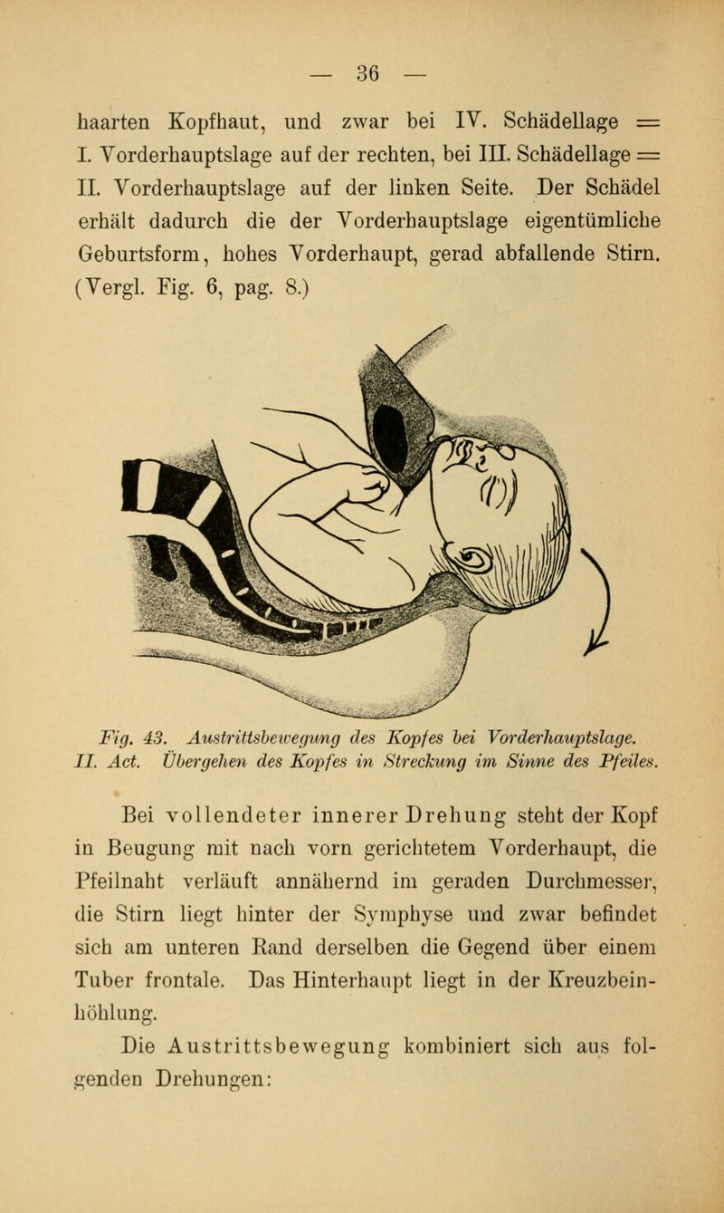 haarten Kopfhaut, und zwar bei IV. Schädellage = I. Vorderhauptslage auf der rechten, bei III. Schädellage = IL Vorderhauptslage auf der linken Seite. Der Schädel erhält dadurch die der Vorderhauptslage eigentümliche Geburtsform, hohes Vorderhaupt, gerad abfallende Stirn. (Vergl. Fig. 6, pag. 8.) Fig. 43. Austrittsheivegimg des Kopfes hei Vorderhauptslage. IL Act. Übergehen des Kopfes in Streckung im Sinne des Pfeiles. Bei vollendeter innerer Drehung steht der Kopf in Beugung mit nach vorn gerichtetem Vorderhaupt, die Pfeilnaht verläuft annähernd im geraden Durchmesser, die Stirn liegt hinter der Symphyse und zwar befindet sich am unteren Band derselben die Gegend über einem Tuber frontale. Das Hinterhaupt liegt in der Kreuzbein- höhlung. Die Austrittsbewegung kombiniert sich aus fol- genden Drehungen:
