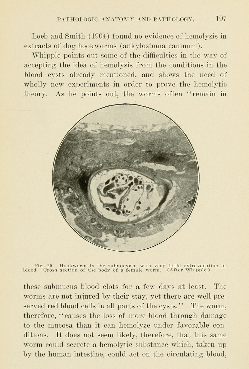 Loeb and Smith (1904) found no evidence of hemolysis in extracts of dog hookworms (ankylostoma caninnm). Whipple points out some of the difficulties in the way of accepting the idea of hemolysis from the conditions in the blood cysts already mentioned, and shows the need of wholly new experiments in order to prove the hemolytic theory. As he points out, the worms often remain in Fig. 29. Hookworm in thie submucosa, with very little extravasation of blood. Cross section of tlie body of a female worm. (After Whipple.) these submucus blood clots for a few days at least. The worms are not injured by their stay, yet there are well-pre- served red blood cells in all parts of the cysts. The worm, therefore, causes the loss of more blood through damage to the mucosa than it can hemolyze under favorable con- ditions. It does not seem likely, therefore, that this same worm could secrete a hemolytic substance which, taken up by the human intestine, could act on the circulating blood,