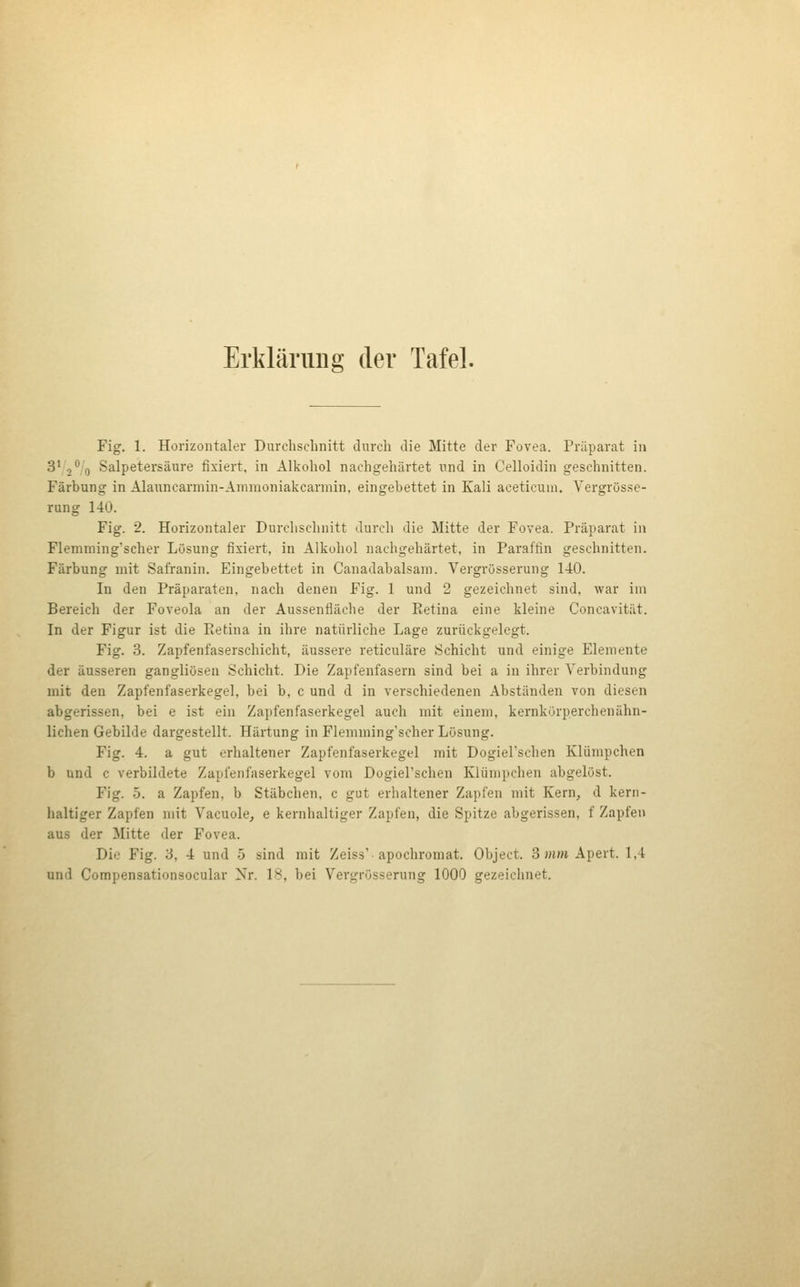 Erklärung der Tafel. Fig. 1. Horizontaler Durchschnitt durch die Mitte der Fovea. Präparat in 3' , % Salpetersäure fixiert, in Alkohol nachgehärtet und in Celloidin geschnitten. Färbung in Alauncarmin-Ainmoniakcarmin, eingebettet in Kali aceticum. Vergrösse- rung 140. Fig. 2. Horizontaler Durchschnitt durch die Mitte der Fovea. Präparat in Flemming'scher Lösung fixiert, in Alkohol nachgehärtet, in Paraffin geschnitten. Färbung mit Safranin. Eingebettet in Canadabalsain. Vergrösserung 140. In den Präparaten, nach denen Fig. 1 und 2 gezeichnet sind, war im Bereich der Foveola an der Aussenfläche der Retina eine kleine Coneavität. In der Figur ist die Retina in ihre natürliche Lage zurückgelegt. Fig. 3. Zapfenfaserschicht, äussere reticuläre Schicht und einige Elemente der äusseren gangliösen Schicht. Die Zapfenfasern sind bei a in ihrer Verbindung mit den Zapfenfaserkegel, bei b, c und d in verschiedenen Abständen von diesen abgerissen, bei e ist ein Zapfenfaserkegel auch mit einem, kernkürperchenähn- lichen Gebilde dargestellt. Härtung in Flemming'scher Lösung. Fig. 4. a gut erhaltener Zapfenfaserkegel mit Dogiel'schen Klümpchen b und c verbildete Zapfenfaserkegel vom Dogiel'schen Klümpchen abgelöst. Fig. 5. a Zapfen, b Stäbchen, c gut erhaltener Zapfen mit Kern, d kern- haltiger Zapfen mit Vacuole, e kernhaltiger Zapfen, die Spitze abgerissen, f Zapfen aus der Mitte der Fovea. Die Fig. 3, 4 und 5 sind mit Zeiss'-apochromat. Object. 3 mm Apert. 1,4 und Compensationsocular Nr. \H, bei Vergrösserung 1000 gezeichnet.