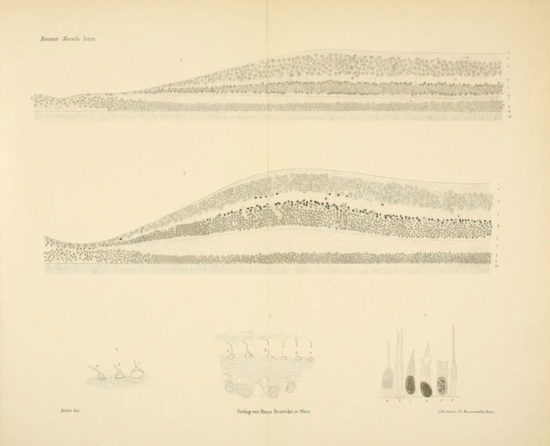 IHmmer: Maada lutea prii^m/%'^si-^. ~^j}CyX^ m Verlag von Eranz Denticke iRWien Iilh.Aiisl-v.'ni.BaimwarlIi,\Viei