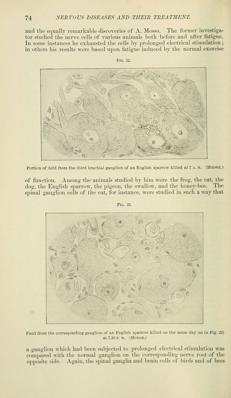 and tlie equally remarkable discoveries of A. Mosso. The former investiga- tor studied the nerve cells of various animals both before and after fatigue. In some instances he exhausted the cells by prolonged electrical stimulation; in others his results were based upon fatigue induced by the normal exercise Fig. 22. Portion of field from the third brachial ganglion of an English sparrow killed at 7 a. m. (Hodge.) of function. Among the animals studied h\ him were the frog, the cat, the dog, the English sparrow, the pigeon, the swallow, and the honey-bee. The spinal ganglion cells of the cat, for instance, were studied in such a way that Fig. 23. Field from the conesponding ganglion of an English sparrow killed on the same day (as in Fig. 22) at 7.30 P. M. (Hodge.) a ganglion which had been subjected to prolonged electrical stimulation was compared with the normal ganglion on the corresponding nen-e root of the opposite side. Again, the spinal ganglia and brain cells of bu-ds and of bees