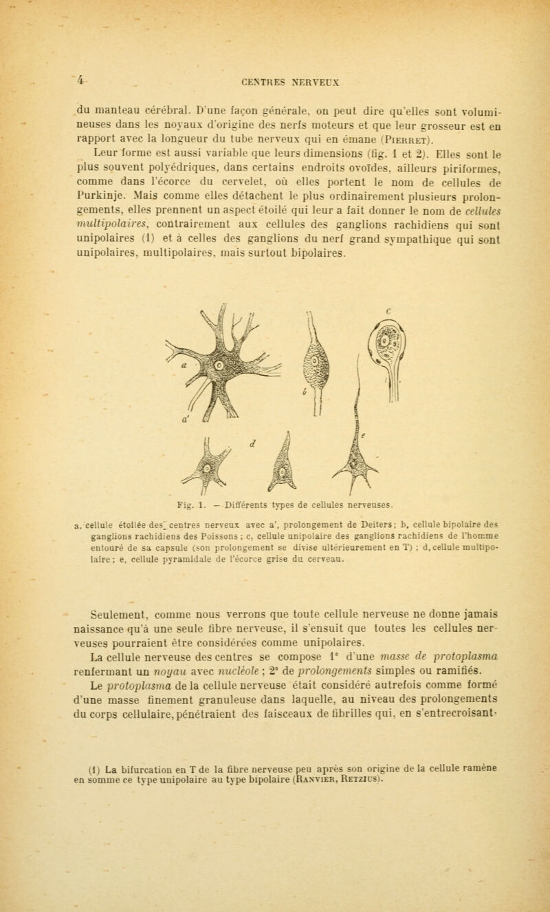 du manteau cérébral. Dune façon générale, on peut dire qu'elles sont volumi- neuses dans les noyaux d'origine des nerfs moteurs et que leur grosseur est en rapport avec la longueur du tube nerveux qui en émane (Pierret). Leur forme est aussi variable que leurs dimensions (fig. 1 et 1). Elles sont le plus souvent polyédriques, dans certains endroits ovoïdes, ailleurs piriformes. comme dans l'écorce du cervelet, où elles portent le nom de cellules de Purkinje. Mais comme elles détachent le plus ordinairement plusieurs prolon- gements, elles prennent un aspect étoile qui leur a fait donner le nom de cellules multipolaires, contrairement aux cellules des ganglions rachidiens qui sont unipolaires (1) et à celles des ganglions du nerf grand sympathique qui sont unipolaires, multipolaires, mais surtout bipolaires. — Différents types de cellules nerveuses. a, cellule étoilée des centres nerveux avec a', prolongement de Deiters; b, cellule bipolaire des ganglions rachidiens des Poissons ; c, cellule unipolaire des ganglions rachidiens de l'homme entouré de sa capsule (son prolongement se divise ultérieurement en T) ; d, cellule multipo- laire ; e, cellule pyramidale de l'écorce grise du cerveau. Seulement, comme nous verrons que toute cellule nerveuse ne donne jamais naissance qu'à une seule libre nerveuse, il s'ensuit que toutes les cellules ner- veuses pourraient être considérées comme unipolaires. La cellule nerveuse des centres se compose 1 d'une masse de protoplasma renfermant un noyau avec nucléole ; 2° de prolongements simples ou ramifiés. Le protoplasma de la cellule nerveuse était considéré autrefois comme formé d'une masse finement granuleuse dans laquelle, au niveau des prolongements du corps cellulaire, pénétraient des faisceaux de fibrilles qui. en s'entrecroisant- (1) La bifurcation en T de la fibre nerveuse peu après son origine de la cellule ramène en somme ce type unipolaire au type bipolaire (Ranvier. Retzilsi.