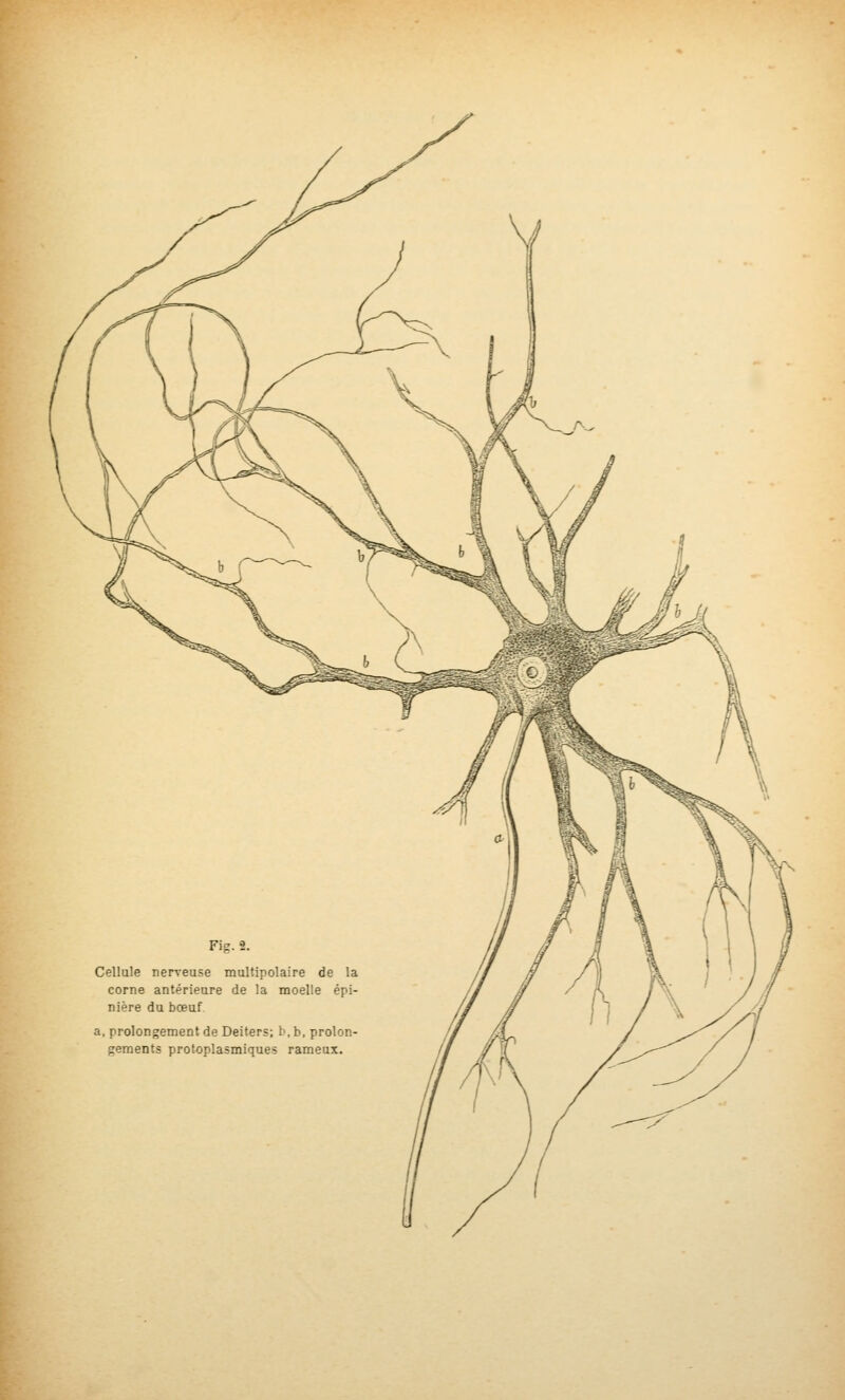Fîg. 2. Cellule nerveuse multipolaire de la corne antérieure de la moelle épi- nière du bœuf. a, prolongement de Deiters; b,b, prolon- gements protoplasmiques rameux.