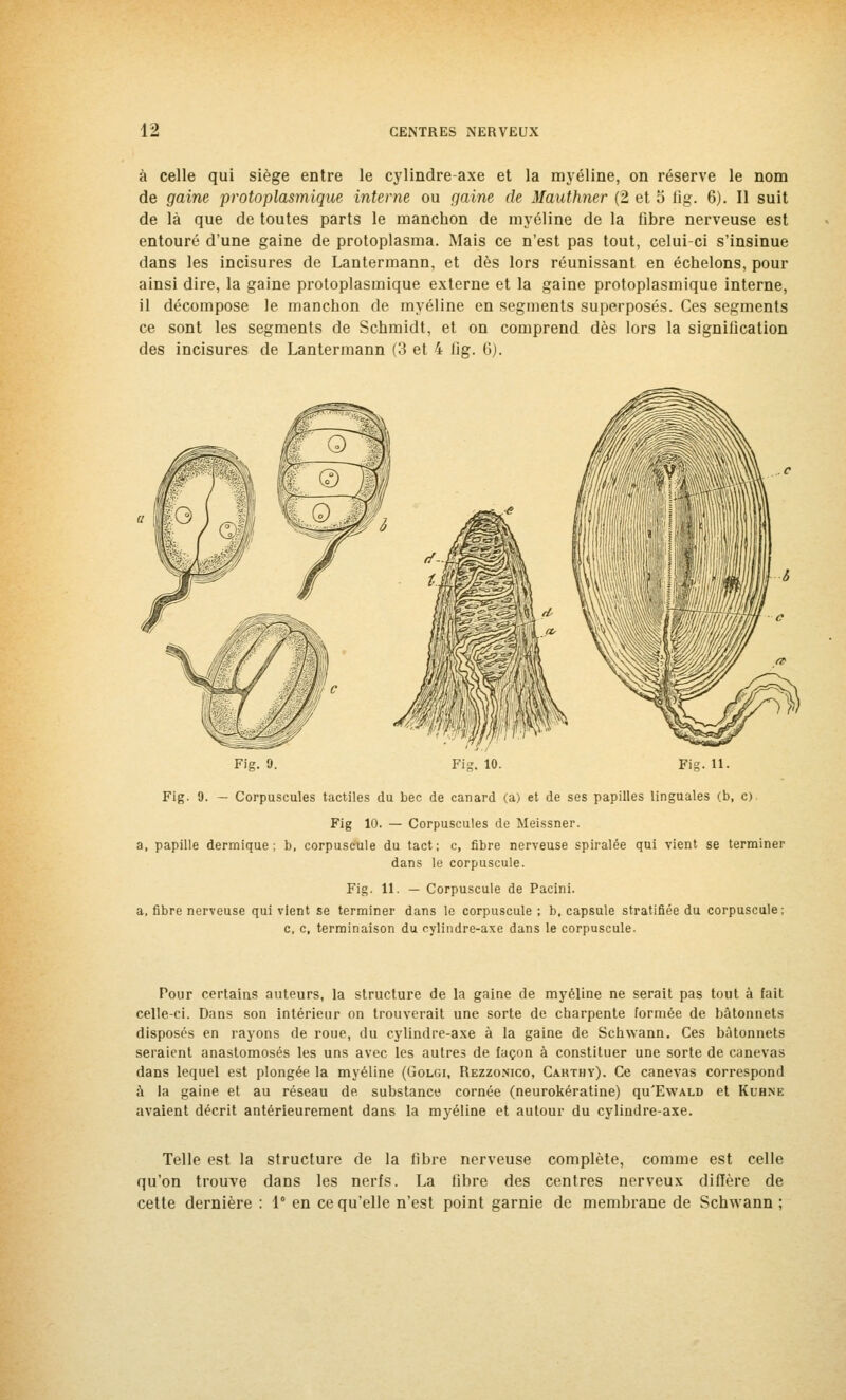 à celle qui siège entre le cylindre-axe et la myéline, on réserve le nom de gaine protoplasmique interne ou gaine de Mauthner (2 et o fig. 6). Il suit de là que de toutes parts le manchon de myéline de la fibre nerveuse est entouré d'une gaine de protoplasma. Mais ce n'est pas tout, celui-ci s'insinue dans les incisures de Lantermann, et dès lors réunissant en échelons, pour ainsi dire, la gaine protoplasmique externe et la gaine protoplasmique interne, il décompose le manchon de myéline en segments superposés. Ces segments ce sont les segments de Schmidt, et on comprend dès lors la signilication des incisures de Lantermann (3 et 4 fig. 6). Fig. 9. Fig. 10. Fis. 11. Fig. 9. — Corpuscules tactiles du bec de canard (a) et de ses papilles linguales (b, o Fig 10. — Corpuscules de Meissner. a, papille dermique; b, corpuscule du tact; c, fibre nerveuse spiralée qui vient se terminer dans le corpuscule. Fig. 11. — Corpuscule de Pacini. a, fibre nerveuse qui vient se terminer dans le corpuscule ; b. capsule stratifiée du corpuscule; c, c, terminaison du cylindre-axe dans le corpuscule. Pour certains auteurs, la structure de la gaine de myéline ne serait pas tout à fait celle-ci. Dans son intérieur on trouverait une sorte de charpente formée de bâtonnets disposés en rayons de roue, du cylindre-axe à la gaine de Schwann. Ces bâtonnets seraient anastomosés les uns avec les autres de façon à constituer une sorte de canevas dans lequel est plongée la myéline (Golgi, Rezzonico, Cahthy). Ce canevas correspond à la gaine et au réseau de substance cornée (neurokératine) qu'EwALD et Kubne avaient décrit antérieurement dans la myéline et autour du cylindre-axe. Telle est la structure de la fibre nerveuse complète, comme est celle qu'on trouve dans les nerfs. La fibre des centres nerveux diffère de cette dernière : 1° en ce qu'elle n'est point garnie de membrane de Schwann ;