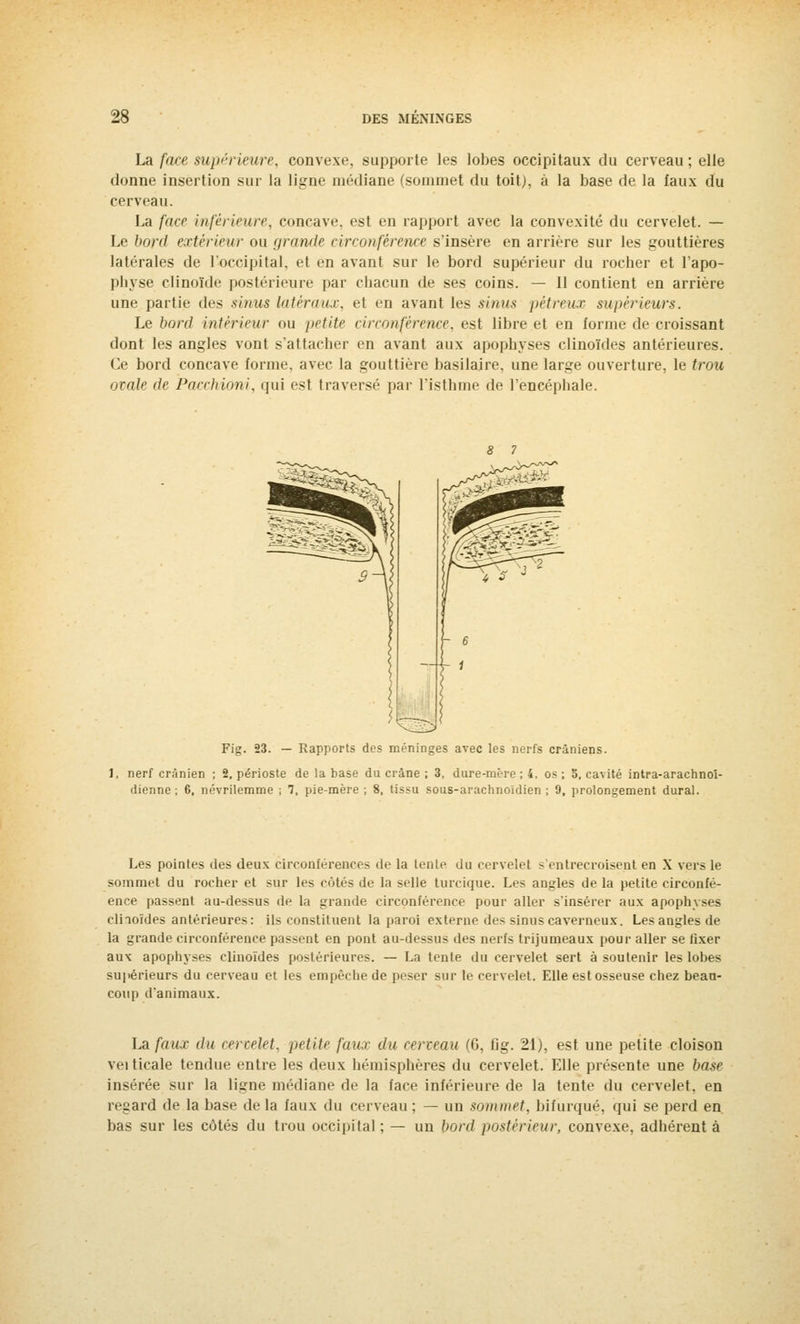 La face supérieure, convexe, supporte les lobes occipitaux du cerveau ; elle donne insertion sur la ligne médiane (sommet du toitj. à la base de la faux du cerveau. La face inférieure, concave, est en rapport avec la convexité du cervelet. — Le bord extérieur ou grande circonférence s'insère en arrière sur les gouttières latérales de l'occipital, et en avant sur le bord supérieur du rocher et l'apo- physe clinoïde postérieure par chacun de ses coins. — Il contient en arrière une partie des sinus latéraux, et en avant les sinus pètreux supérieurs. Le bord intérieur ou petite circonférence, est libre et en forme de croissant dont les angles vont s'attacher en avant aux apophyses clinoïdes antérieures. Ce bord concave forme, avec la gouttière basilaire, une large ouverture, le trou amie de Pacchioni, qui est traversé par l'isthme de l'encéphale. Fig. 23. — Rapports des méninges avec les nerfs crâniens. nerf crânien ; 2, périoste de la base du crâne ; 3, dure-mère ; 4, os ; 5, cavité intra-arachnoi- dienne ; 6, névrilemme ; 7, pie-mère ; 8, tissu sous-arachnoïdien ; 9, prolongement durai. Les pointes des deux circonférences de la tente du cervelet s'entrecroisent en X vers le sommet du rocher et sur les côtés de la selle tunique. Les angles de la petite circonfé- ence passent au-dessus de la grande circonférence pour aller s'insérer aux apophyses clinoïdes antérieures: ils constituent la paroi externe des sinus caverneux. Les angles de la grande circonférence passent en pont au-dessus des nerfs trijumeaux pour aller se fixer au\ apophyses clinoïdes postérieures. — La tente du cervelet sert à soutenir les lohes supérieurs du cerveau et les empêche de peser sur le cervelet. Elle est osseuse chez beau- coup d'animaux. La four du cervelet, petite faux du cerveau (G, fig. 21), est une petite cloison veiticale tendue entre les deux hémisphères du cervelet. Elle présente une base insérée sur la ligne médiane de la face inférieure de la tente du cervelet, en regard de la base de la faux du cerveau ; — un sommet, bifurqué, qui se perd en bas sur les côtés du trou occipital ; — un bord postérieur, convexe, adhérent à