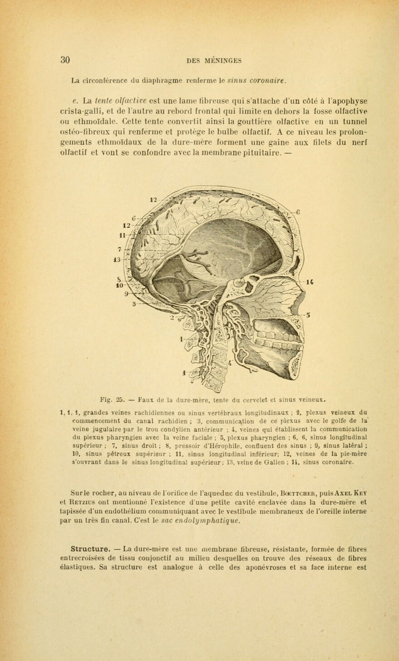 La circonférence du diaphragme renferme le sinus coronaire. e. La tente olfactive est une lame fibreuse qui s'attache d'un côté à l'apophyse crista-galli, et de l'autre au rebord frontal qui limite en dehors la fosse olfactive ou ethmoïdale. Cette tente convertit ainsi la gouttière olfactive en un tunnel ostéo-fibreux qui renferme et protège le bulbe olfactif. A ce niveau les prolon- gements ethmoïdaux de la dure-mère forment une gaine aux filets du nerf olfactif et vont se confondre avec la membrane pituitaire. — Fig. 25. — Faux de la dure-mère, tente du cervelet et sinus veineux. 1,1,1. grandes veines rachidiennes ou sinus vertébraux longitudinaux; 2, plexus veineux du commencement du canal rachidien ; 3, communication de ce piexus avec le golfe de la' veine jugulaire par le trou condylien antérieur ; 4, veines qui établissent la communication du plexus pharyngien avec la veine faciale ; b, plexus pharyngien ; 6, 0, sinus longitudinal supérieur ; 7. sinus droit ; 8, pressoir d'Hérophile, confluent des sinus ; 9, sinus latéral ; 10. sinus pétreux supérieur ; 11. sinus longitudinal inférieur; 12, veines de la pie-mère s'ouvrant dans le sinus longitudinal supérieur; 13, veine de Galien ; li, sinus coronaire. Surle rocher, au niveau de L'orifice de l'aqueduc du vestibule, Boettcher, puis Axel Key et Retzius ont mentionné l'existence d'une petite cavité enclavée dans la dure-mère et tapissée d'un endothélium communiquant avec le vestibule membraneux de l'oreille interne par un très fin canal. C'est le sac endolymphatique. Structure. — La dure-mère est une membrane fibreuse, résistante, formée de fibres entrecroisées de tissu conjonctif au milieu desquelles on trouve des réseaux de fibres élastiques. Sa structure est analogue à celle des aponévroses et sa face interne est