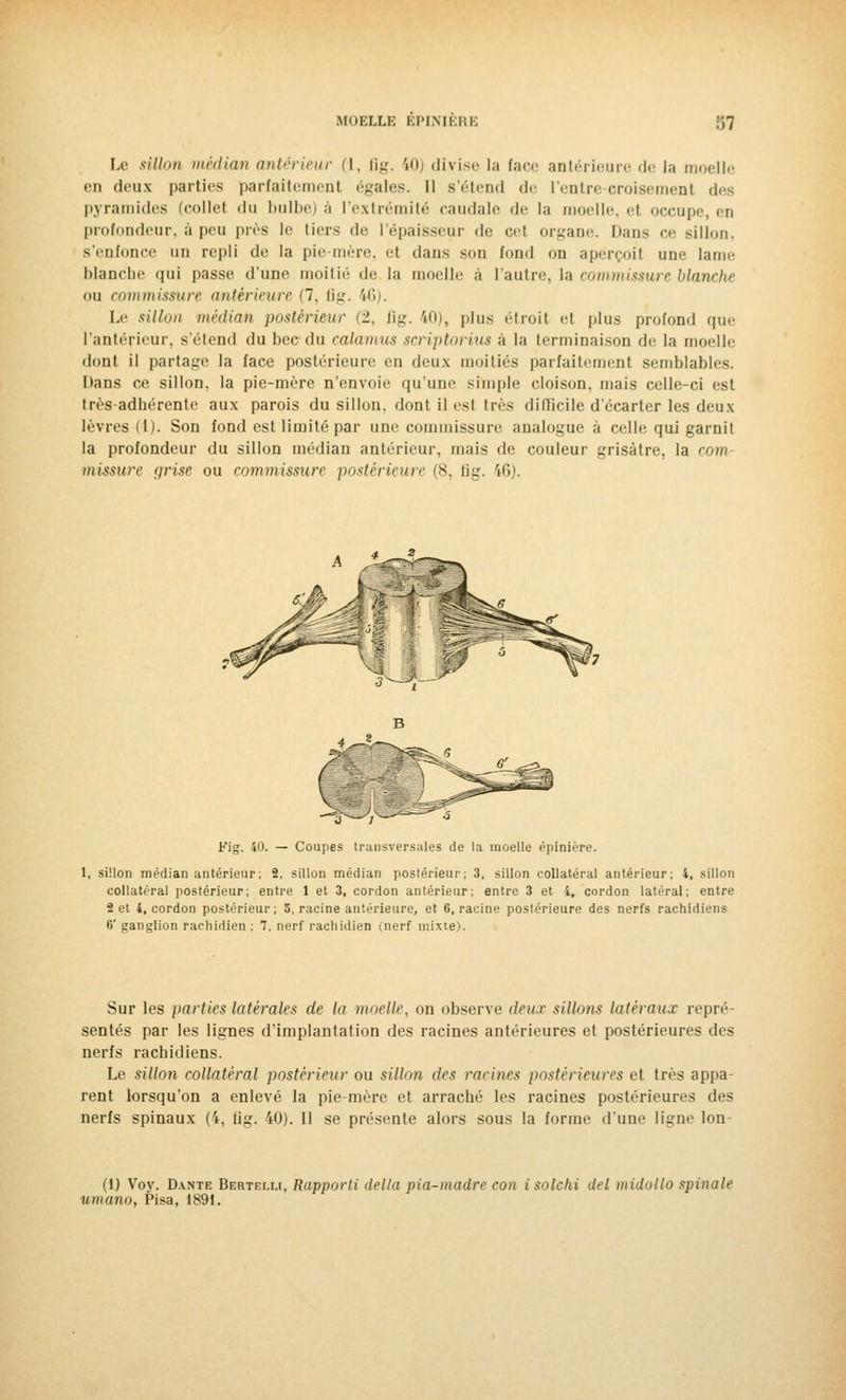 Le sillon médian antérieur (1, Bg. iO) divise la face antérieure de la moelle en deux parties parfaitement égales. Il s'étend de l'entre croisement des pyramides (collet du bulbe) à l'extrémité caudale de la moelle, et occupe, en profondeur, à peu près le tiers de l'épaisseur de cet organe. Dans ce sillon. s'enfonce un repli de la pie mère, et dans son fond on aperçoit une lame blanche qui passe d'une moitié de la moelle à l'autre, l& commissure blanche ou commissure antérieure (7, fig. 'ii'.i. Le sillon médian postérieur (2. fig. iO), plus étroit et plus profond que l'antérieur, s'étend du bec du calamus scriptorius a la terminaison de la moelle dont il partage la face postérieure en deux moitiés parfaitement semblables. Dans ce sillon, la pie-mère n'envoie qu'une simple cloison, mais celle-ci est très-adhérente aux parois du sillon, dont il est très difficile d'écarter les deux lèvres (1). Son fond est limité par une commissure analogue à celle qui garnit la profondeur du sillon médian antérieur, mais de couleur grisâtre, la com missure grise ou commissure postérieure (8, iii.r. 46). Fig. 40. — Coupes transversales de la moelle épinière. 1, sillon médian antérieur; 2, sillon médian postérieur; 3, sillon collatéral antérieur; 4, sillon collatéral postérieur; entre 1 et 3, cordon antérieur; entre 3 et 4, cordon latéral; entre 2 et 4, cordon postérieur; 5, racine antérieure, et 6, racine postérieure des nerfs rachidiens 6' ganglion rachidien ; 7, nerf rachidien (nerf mixte). Sur les parties latérales de la moelle, on observe deux sillons latéraux repré- sentés par les lignes d'implantation des racines antérieures et postérieures des nerfs rachidiens. Le sillon collatéral postérieur ou sillon des racines postérieures et très appa- rent lorsqu'on a enlevé la pie-mère et arraché les racines postérieures des nerfs spinaux (4, tig. 40). Il se présente alors sous la forme d'une ligne lon- (1) Voy. Dante Bertf.lli, Rapporti délia pia-madre con isolchi del midollo spinale umano, Pisa, 1891.