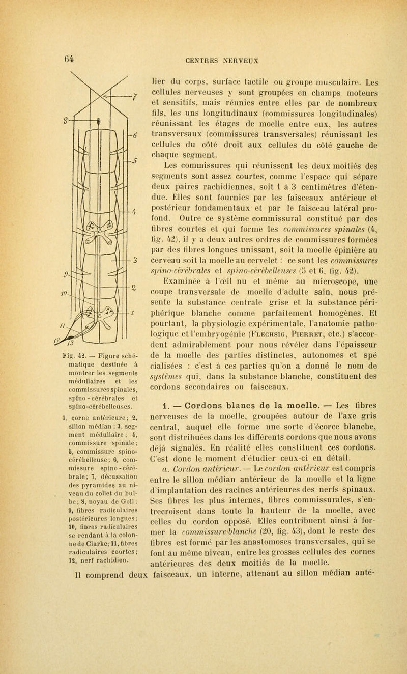 Hg. 42. — Figure sché- matique destinée à montrer les segments médullaires et les commissures spinales, spino - cérébrales et spino-cérébelleuses. 1, corne antérieure; 2, sillon médian ; 3, seg- ment médullaire; 4, commissure spinale; S, commissure spino- cérébelleuse; 6, com- missure spino-céré- brale; 1, décussation des pyramides au ni- veau du collet du bul- be; 8, noyau de Goll ; 9, fibres radiculaires postérieures longues; 10, fibres radiculaires se rendant à la colon- nedeClarke; 11, fibres radiculaires courtes; 12, nerf rachidien. Il comprend deux lier du corps, surface tactile ou groupe musculaire. Les cellules nerveuses y sont groupées en champs moteurs et sensitifs, mais réunies entre elles par de nombreux fds, les uns longitudinaux (commissures longitudinales) réunissant les étages de moelle entre eux, les autres transversaux (commissures transversales) réunissant les cellules du côté droit aux cellules du côté gauche de chaque segment. Les commissures qui réunissent les deux moitiés des segments sont assez courtes, comme l'espace qui sépare deux paires rachidiennes, soit 1 à 3 centimètres d'éten- due. Elles sont fournies par les faisceaux antérieur et postérieur fondamentaux et par le faisceau latéral pro- fond. Outre ce système commissural constitué par des ûbres courtes et qui forme les commissures spinales (4, fig. 42), il y a deux autres ordres de commissures formées par des libres longues unissant, soit la moelle épinière au cerveau soit la moelle au cervelet : ce sont les commissures s pi no-cérébrales et spino-cérébelleuses (5 et 6, lig. 42). Examinée à l'œil nu et même au microscope, une coupe transversale de moelle d'adulte sain, nous pré- sente la substance centrale grise et la substance péri- phérique blanche comme parfaitement homogènes. Et pourtant, la physiologie expérimentale, l'anatomie patho- logique et l'embryogénie (Flechsig, Pierret, etc.) s'accor- dent admirablement pour nous révéler dans l'épaisseur de la moelle des parties distinctes, autonomes et spé cialisées : c'est à ces parties qu'on a donné le nom de systèmes qui, dans la substance blanche, constituent des cordons secondaires ou faisceaux. 1. — Cordons blancs de la moelle. — Les fibres nerveuses de la moelle, groupées autour de l'axe gris central, auquel elle forme une sorte d'écorce blanche, sont distribuées dans les différents cordons que nous avons déjà signalés. En réalité elles constituent ces cordons. C'est donc le moment d'étudier ceux-ci en détail. a. Cordon antérieur. — Le cordon antérieur est compris entre le sillon médian antérieur de la moelle et la ligne d'implantation des racines antérieures des nerfs spinaux. Ses fibres les plus internes, fibres commissurales, s'en- trecroisent dans toute la hauteur de la moelle, avec celles du cordon opposé. Elles contribuent ainsi à for- mer la commissure'blanche (20, fig. 43), dont le reste des fibres est formé par les anastomoses transversales, qui se font au même niveau, entre les grosses cellules des cornes antérieures des deux moitiés de la moelle, faisceaux, un interne, attenant au sillon médian anté-