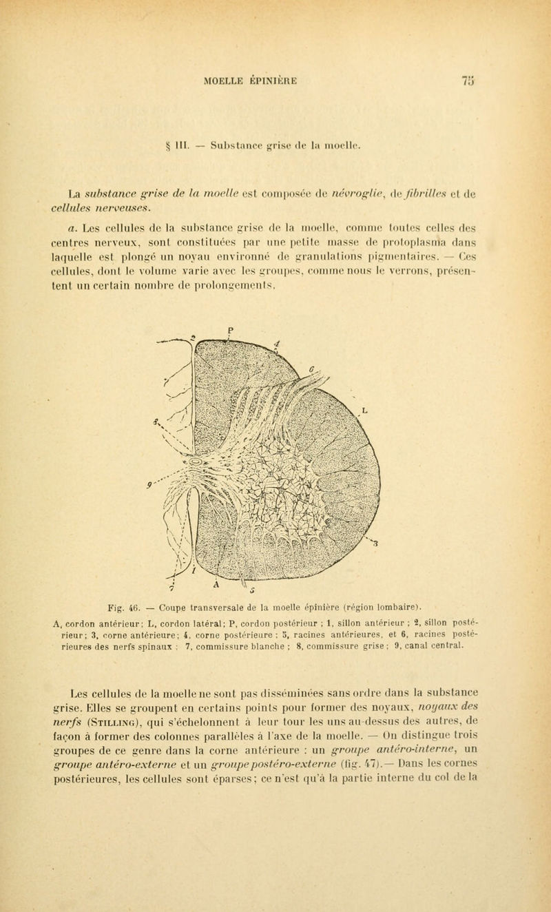 § m Substance grise de la moelle. La substance grise de la moelle est composée de névroglie, de fibrilles el de cellules nerveuses. a. Les cellules de la substance grise de la moelle, comme toutes celles ries centres nerveux, sont constituées par une petite masse il»1 protoplasma dans laquelle est plongé un noyau environné de granulations pigmentaires. Os cellules, dont le volume varie avec les groupes, comme nous le verrons, présen- tent un certain nombre de prolongements, Fig. 46. — Coupe transversale de la moelle épinière (région lombaire). A, cordon antérieur; L, cordon latéral; P, cordon postérieur ; 1, sillon antérieur ; 2, sillon posté- rieur; 3, corne antérieure; 4, corne postérieure; 5, racines antérieures, et 6, racines posté- rieures des nerfs spinaux ; 7, commissure blanche ; 8, commissure grise; 9, canal central. Les cellules de la moelle ne sont pas disséminées sans ordre dans la substance grise. Elles se groupent en certains points pour former des noyaux, noyaux des nerfs (Stilling), qui s'échelonnent à leur tour les uns au-dessus des autres, de façon à former des colonnes parallèles à l'axe de la moelle. — On distingue trois groupes de ce genre dans la corne antérieure : un groupe antéro-interne, un groupe antéro-externe et un groupe postera-externe (fig. 47).— Dans les cornes postérieures, les cellules sont éparses; ce n'est qu'à la partie interne du col de la