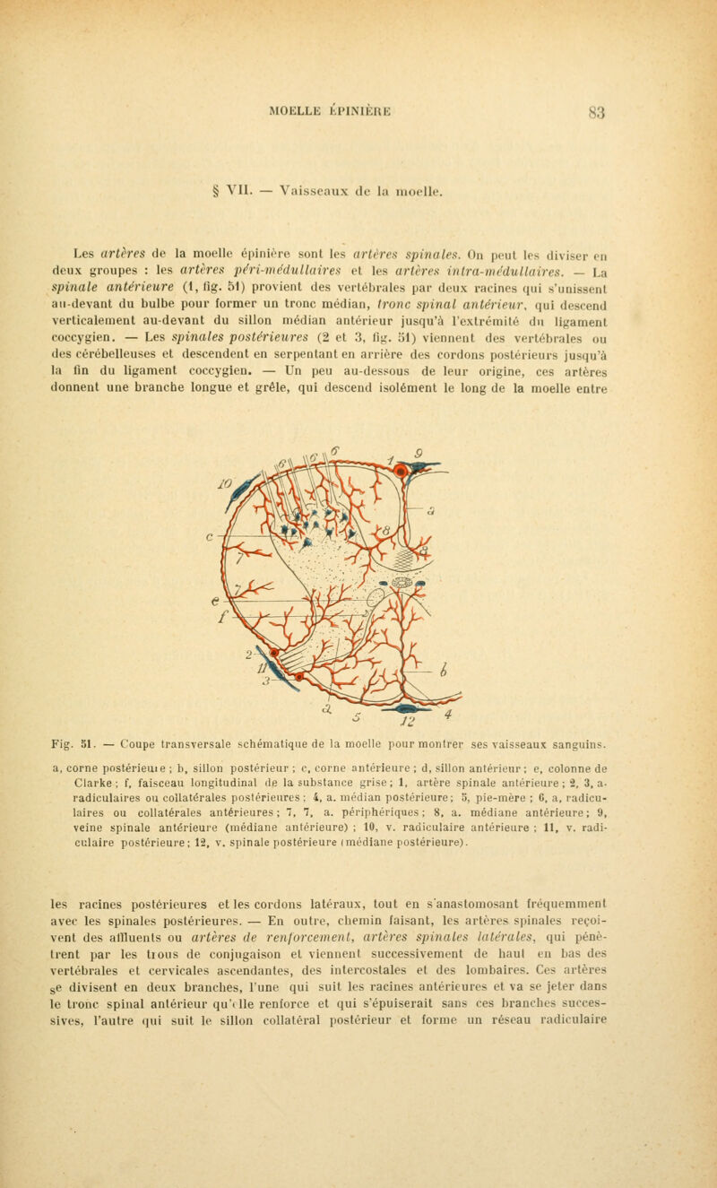 § VIL — Vaisseaux de la moelle. Les artères de la moelle épinière son! les artères spinales. Od peut les diviser en deux groupes : les artères péri-vnédullaires et les artères intra-médullaires. — La spinale antérieure (1, lig. 51) provient des vertébrales par deux racines qui s'unissent au-devant du bulbe pour former un tronc médian, tronc spinal antérieur, qui descend verticalement au-devant du sillon médian antérieur jusqu'à l'extrémité du ligament coccygien. — Les spinales postérieures (2 et 3, fig. ;'>1) viennent des vertébrales ou des cérébelleuses et descendent en serpentant en arrière des cordons postérieurs jusqu'à la fin du ligament coccygien. — Un peu au-dessous de leur origine, ces artères donnent une branche longue et grêle, qui descend isolément le long de la moelle entre Fig. SI. — Coupe transversale schématique de la moelle pour montrer ses vaisseaux sanguins. a, corne postérieuie ; b, sillon postérieur ; c, corne antérieure ; d, sillon antérieur: e, colonne de Clarke ; f, faisceau longitudinal de la substance grise; 1, artère spinale antérieure ; 2, 3, a- radiculaires ou collatérales postérieures; 4, a. médian postérieure; S, pie-mère ; C, a, radicu- laires ou collatérales antérieures; 7, 7, a. périphériques; 8, a. médiane antérieure; 9, veine spinale antérieure (médiane antérieure) ; 10, v. radiculaire antérieure ; 11, v. radi- culaire postérieure; 12, v. spinale postérieure (médiane postérieure). les racines postérieures et les cordons latéraux, tout en s'anastomosant fréquemment avec les spinales postérieures. — En outre, chemin faisant, les artères spinales reçoi- vent des affluents ou artères de renforcement, artères spinales latérales, qui pénè- trent par les tious de conjugaison et viennent successivement de haut eu bas des vertébrales et cervicales ascendantes, des intercostales et des lombaires. Ces artères se divisent en deux branches, l'une qui suit les racines antérieures et va se jeter dans le tronc spinal antérieur qu'< lie renforce et qui s'épuiserait sans ces branches succes- sives, l'autre qui suit le sillon collatéral postérieur et forme un réseau radiculaire