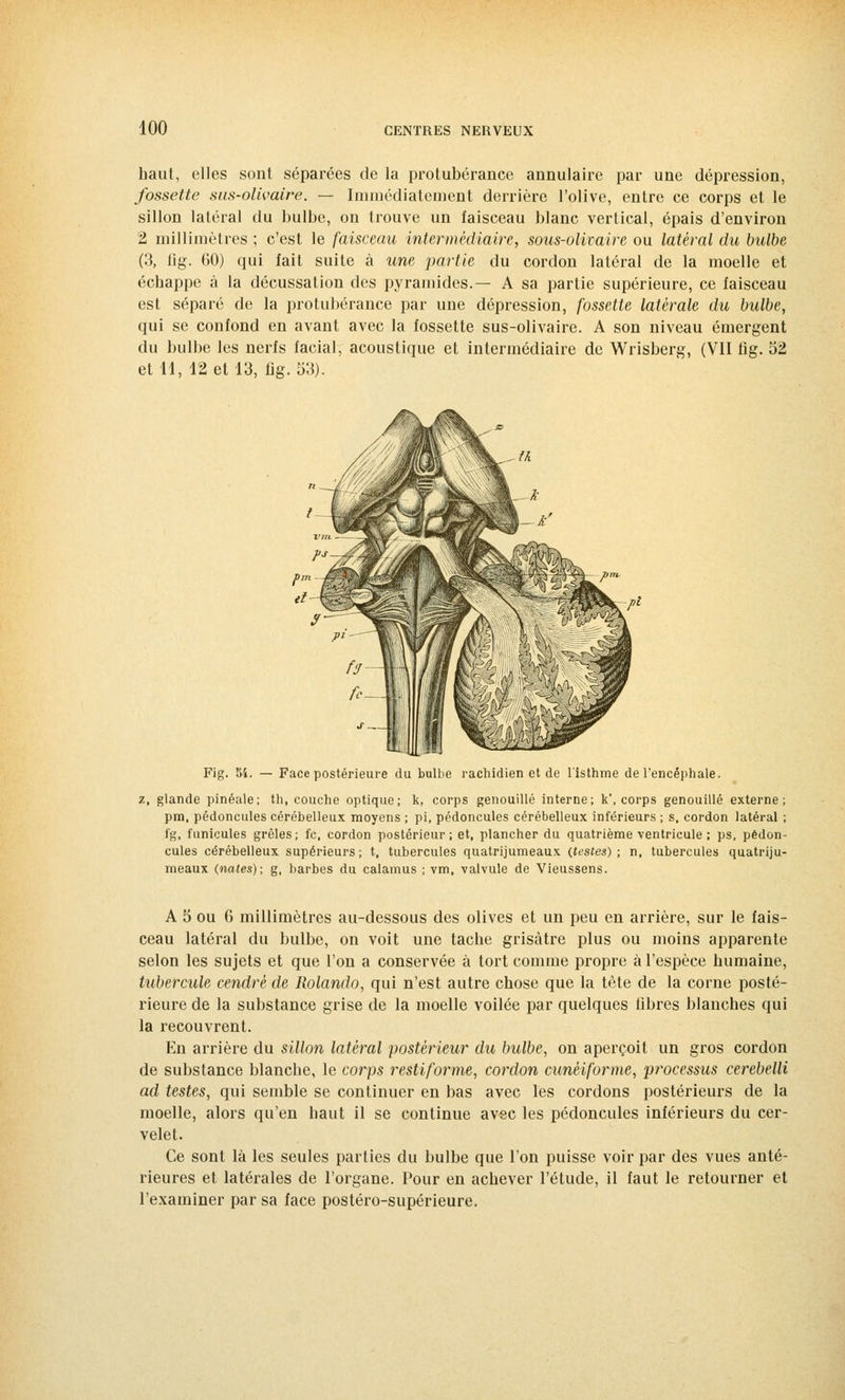 haut, elles sont séparées de la protubérance annulaire par une dépression, fossette sus-olivaire. — Immédiatement derrière l'olive, entre ce corps et le sillon latéral du bulbe, on trouve un faisceau blanc vertical, épais d'environ 2 millimètres ; c'est le faisceau intermédiaire, sous-olivaire ou latéral du bulbe (3, fig. GO) qui fait suite à une partie du cordon latéral de la moelle et échappe à la décussation des pyramides.— A sa partie supérieure, ce faisceau est séparé de la protubérance par une dépression, fossette latérale du bulbe, qui se confond en avant avec la fossette sus-olivaire. A son niveau émergent du bulbe les nerfs facial, acoustique et intermédiaire de Wrisberg, (VII fig. 52 et 11, 12 et 13, fig. 53). Fig. 54. — Face postérieure du bulbe rachidien et de l'isthme de l'encéphale. z, glande pinéale; th, couche optique; k, corps genouillé interne; k, corps genouillé externe; pm, pédoncules cérébelleux moyens ; pi, pédoncules cérébelleux inférieurs ; s, cordon latéral ; fg, funicules grêles; fc, cordon postérieur; et, plancher du quatrième ventricule ; ps, pédon- cules cérébelleux supérieurs; t, tubercules quatrijumeaux {testes); n, tubercules quatriju- meaux (nates); g, barbes du calamus ; vm, valvule de Vieussens. A 5 ou 6 millimètres au-dessous des olives et un peu en arrière, sur le fais- ceau latéral du bulbe, on voit une tache grisâtre plus ou moins apparente selon les sujets et que l'on a conservée à tort comme propre à l'espèce humaine, tubercule cendré de Rolando, qui n'est autre chose que la tète de la corne posté- rieure de la substance grise de la moelle voilée par quelques fibres blanches qui la recouvrent. En arrière du sillon latéral postérieur du bulbe, on aperçoit un gros cordon de substance blanche, le corps restiforme, cordon cunéiforme, pi'ocessus cerebelli ad testes, qui semble se continuer en bas avec les cordons postérieurs de la moelle, alors qu'en haut il se continue avec les pédoncules inférieurs du cer- velet. Ce sont là les seules parties du bulbe que l'on puisse voir par des vues anté- rieures et latérales de l'organe. Pour en achever l'étude, il faut le retourner et l'examiner par sa face postéro-supérieure.