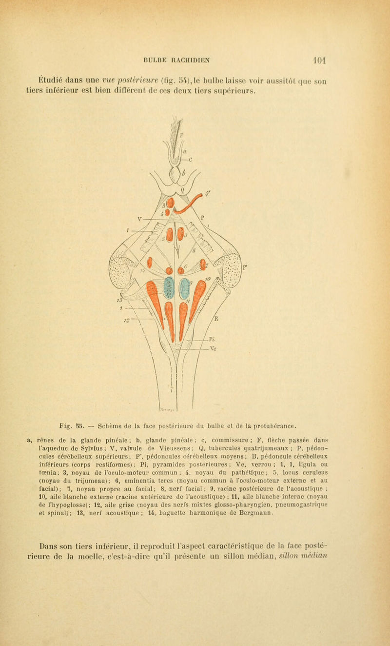Étudié dans une rue postérieure (flg. 54),lé bulbe Laisse voir aussitôt que son tiers inférieur est bien différent de ces deux tiers supérieurs. Fig. 85. — Schème de la face postérieure du bulbe et de la protubérance. rênes de la glande pinéale ; b, glande pinéale ; c, commissure ; F, flèche passée dans l'aqueduc de Sylvius ; V, valvule de Vieussens ; Q, tubercules quatrijumeaux ; P, pédon- cules cérébelleux supérieurs; P', pédoncules cérébelleux moyens; B, pédoncule cérébelleux inférieurs (corps restiformes) ; Pi, pyramides postérieures ; Ve, verrou ; 1, 1, ligula ou tœnia; 3, noyau de l'oculo-moteur commun ; 4, noyau du pathétique; 5, locus ceruleus (noyau du trijumeau); 6, eminentia teres (noyau commun à Toculo-moteur externe et au facial); 7, noyau propre au facial; 8, nerf facial; 9, racine postérieure de l'acoustique ; 10, aile blanche externe (racine antérieure de l'acoustique) ; 11, aile blanche interne (noyau de l'hypoglosse); 12, aile grise (noyau des nerfs mixtes glosso-pharyngien, pneumogastrique et spinal); 13, nerf acoustique; 14, baguette harmonique de Bergmann. Dans son tiers inférieur, il reproduit l'aspect caractéristique de la face posté- rieure de la moelle, c'est-à-dire qu'il présente un sillon médian, sillon médian