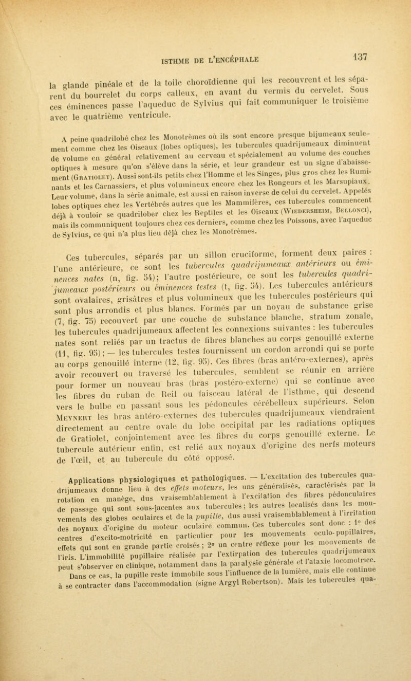 la Mande pinéale et de la toile clioroldienne qui les recouvrent et les sépa- rent du bourrelet du corps calleux, eu avant du verrais du cervelet. Sous ces éminences passe l'aqueduc de Sylvius qui fait communiquer le troisième avec le quatrième ventricule. \ peine quadrilobé chez les Monotrèraes où ils sont encore presque bijumeaux seule- ment comme chez les Oiseaux (lobes optiques), les tubercules quadrijumeaux diminuent de volume en général relativement au cerveau et spécialement au volume des couches optiques à mesure qu'on s'élève dans la série, et leur grandeur est un signe d abaisse- ment (Gratiolet). Aussi sont-ils petits chez l'Homme et les Singes, plus gros chez les IUuni- nants et les Carnassiers, et plus volumineux encore chez les Rongeurs et les Marsupiaux. Leur volume, dans la série animale, est aussi en raison inverse de celui du cervelet. Appelés lobes optiques chez les Vertébrés autres que les Mammifères, ces tubercules commencent delà à vouloir se quadrilober chez les Reptiles et les Oiseaux (Wiedersheim, Bellonci), mais ils communiquent toujours chez ces derniers, comme chez les Poissons, avec 1 aqueduc de Sylvius, ce qui n'a plus lieu déjà chez les Monotrèmes. Ces tubercules, séparés par un sillon cruciforme, forment deux paires : l'une antérieure, ce sont les tubercules quadrijumeaux antérieurs ou emi- nences nates (n, fig. 54); l'autre postérieure, ce sont les tubercules quadri- jumeaux postérieurs ou éminences testes (t, fig. 54). Les tubercules antérieurs sont ovalaires, grisâtres et plus volumineux que les tubercules postérieurs qui sont plus arrondis et plus blancs. Formés par un noyau de substance grise (7 fig 75) recouvert par une couche de substance blanche, stratum zonale, les tubercules quadrijumeaux affectent les connexions suivantes : les tubercules nates sont reliés par un tractus de fibres blanches au corps genouillé externe (11 ti„ 95). _ les tubercules testes fournissent un cordon arrondi qui se porte au 'corps genouillé interne (12, fig. 95). Ces fibres (bras antéro-externes), après avoir recouvert ou traversé les tubercules, semblent se réunir en arrière pour former un nouveau bras (bras postéro-externe) qui se continue avec les fibres du ruban de Reil ou faisceau latéral de l'isthme, qui descend vers le bulbe en passant sous les pédoncules cérébelleux supérieurs. Selon Mivnert les bras antéro-externes des tubercules quadrijumeaux viendraient directement au centre ovale du lobe occipital par les radiations optiques de Gratiolet, conjointement avec les fibres du corps genouillé externe. Le tubercule autérieur enfin, est relié aux noyaux d'origine des nerfs moteurs de l'œil, et au tubercule du côté opposé. Applications physiologiques et pathologiques. - L'excitation des tubercules qua- drijumeaux donne lieu à des effets moteurs, les uns généralisés, caractérises par la rotation en manège, dus vraisemblablement à l'excitation des fibres pédoneulaires de passage qui sont sous-jacentes aux tubercules; les autres localises clans les mou- vements des globes oculaires et de la pupille, dus aussi vraisemblablement a 1 .rnlation des noyaux d'origine du moteur oculaire commun. Ces tubercules sont donc :: ° des centres d'excito-motricité en particulier pour les mouvements oculo-pupillaires effets qui sont en grande partie croisés; 2° un centre réflexe pour les mouvements de l'iris. L'immobilité pupillaire réalisée par l'extirpation des^^f^^Z peut s'observer en clinique, notamment dans la pa.alysie générale et 1 alaxie locomotnoe. ' 1ns ce cas, la pupille reste immobile sous l'influence de la lumière, mais elle contmue à se contracter dans 'accommodation (signe Argyl Robertson). Mais les tubercules qua-