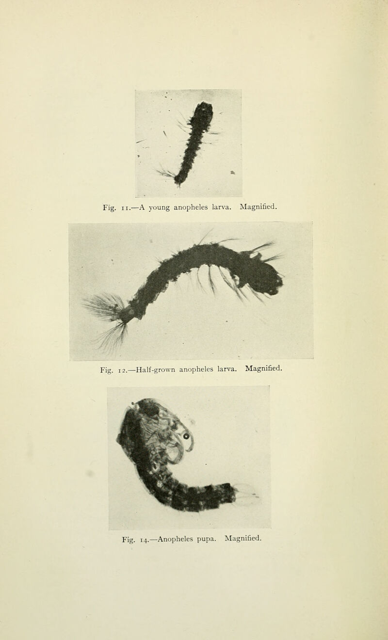 Fig. 12.—Half-grown anopheles larva. Magnified. Fig. 14.—Anopheles pupa. Magnified.