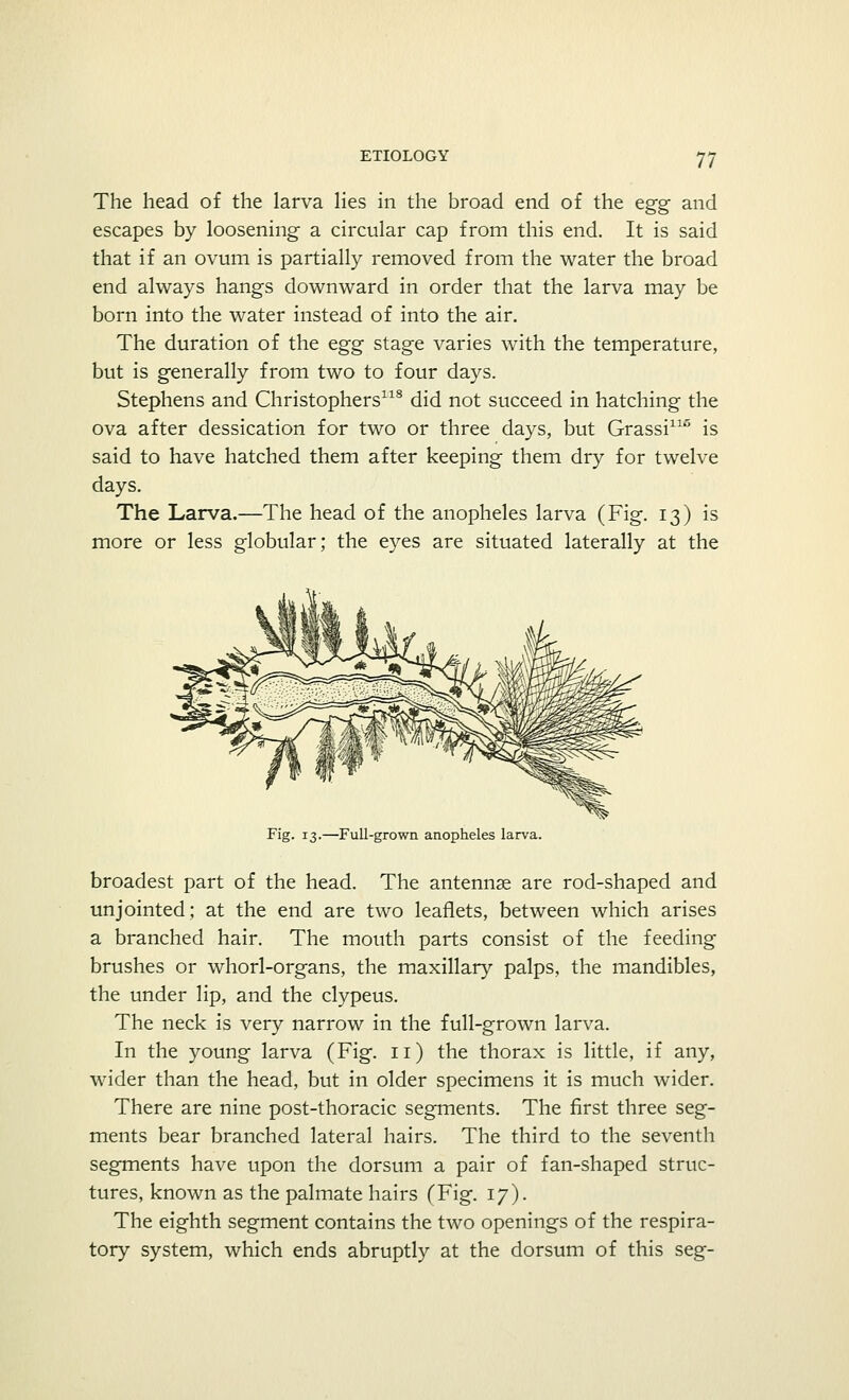 The head of the larva lies in the broad end of the egg and escapes by loosening a circular cap from this end. It is said that if an ovum is partially removed from the water the broad end always hangs downward in order that the larva may be born into the water instead of into the air. The duration of the tgg stage varies with the temperature, but is generally from two to four days. Stephens and Christophers118 did not succeed in hatching the ova after dessication for two or three days, but Grassi116 is said to have hatched them after keeping them dry for twelve days. The Larva.—The head of the anopheles larva (Fig. 13) is more or less globular; the eyes are situated laterally at the Fig. 13.—Full-grown anopheles larva. broadest part of the head. The antennae are rod-shaped and unjointed; at the end are two leaflets, between which arises a branched hair. The mouth parts consist of the feeding brushes or whorl-organs, the maxillary palps, the mandibles, the under lip, and the clypeus. The neck is very narrow in the full-grown larva. In the young larva (Fig. 11) the thorax is little, if any, wider than the head, but in older specimens it is much wider. There are nine post-thoracic segments. The first three seg- ments bear branched lateral hairs. The third to the seventh segments have upon the dorsum a pair of fan-shaped struc- tures, known as the palmate hairs (Fig. 17). The eighth segment contains the two openings of the respira- tory system, which ends abruptly at the dorsum of this seg-