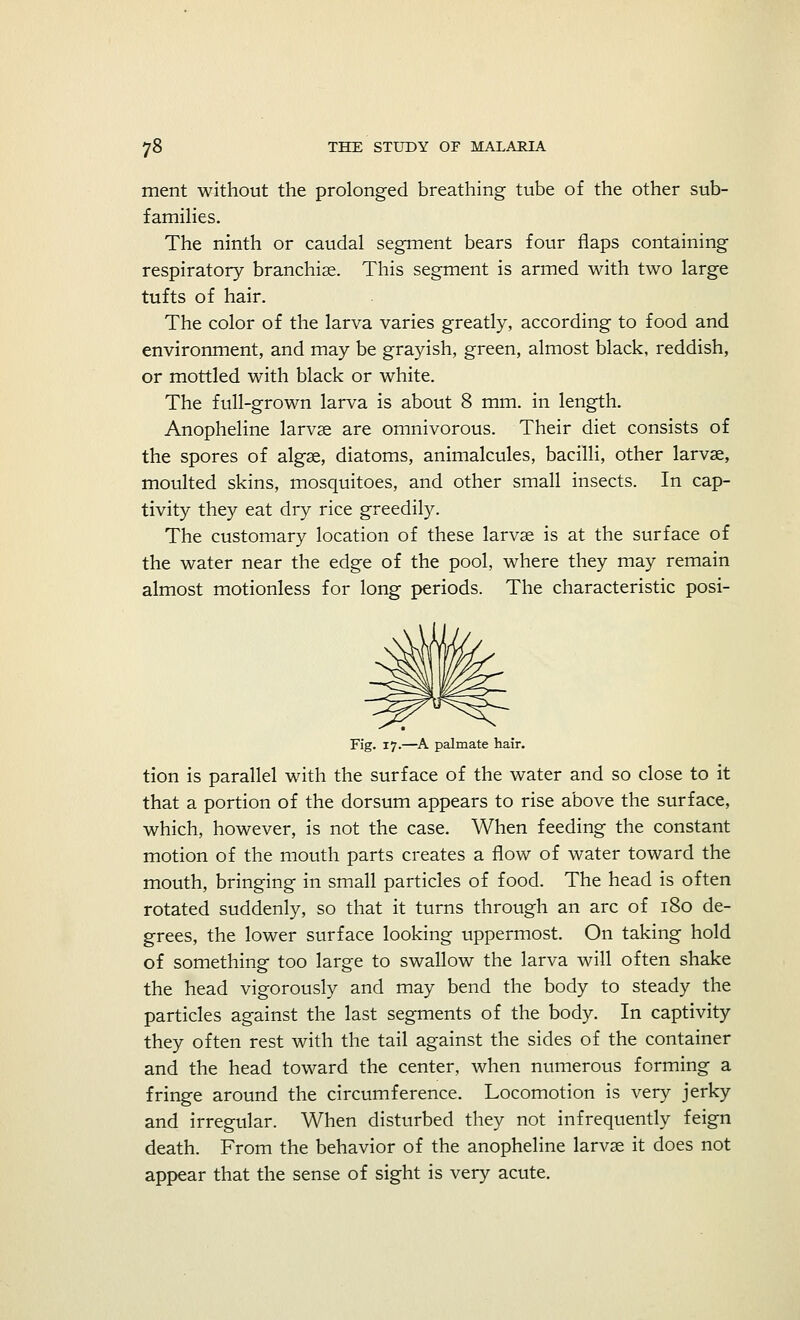ment without the prolonged breathing tube of the other sub- families. The ninth or caudal segment bears four flaps containing respiratory branchise. This segment is armed with two large tufts of hair. The color of the larva varies greatly, according to food and environment, and may be grayish, green, almost black, reddish, or mottled with black or white. The full-grown larva is about 8 mm. in length. Anopheline larvae are omnivorous. Their diet consists of the spores of algae, diatoms, animalcules, bacilli, other larvae, moulted skins, mosquitoes, and other small insects. In cap- tivity they eat dry rice greedily. The customary location of these larvae is at the surface of the water near the edge of the pool, where they may remain almost motionless for long periods. The characteristic posi- Fig. 17.—A palmate hair. tion is parallel with the surface of the water and so close to it that a portion of the dorsum appears to rise above the surface, which, however, is not the case. When feeding the constant motion of the mouth parts creates a flow of water toward the mouth, bringing in small particles of food. The head is often rotated suddenly, so that it turns through an arc of 180 de- grees, the lower surface looking uppermost. On taking hold of something too large to swallow the larva will often shake the head vigorously and may bend the body to steady the particles against the last segments of the body. In captivity they often rest with the tail against the sides of the container and the head toward the center, when numerous forming a fringe around the circumference. Locomotion is very jerky and irregular. When disturbed they not infrequently feign death. From the behavior of the anopheline larvae it does not appear that the sense of sight is very acute.