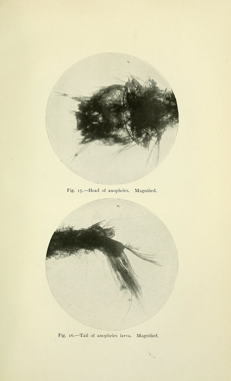 Fig. 16.—Tail of anopheles larva. Magnified.