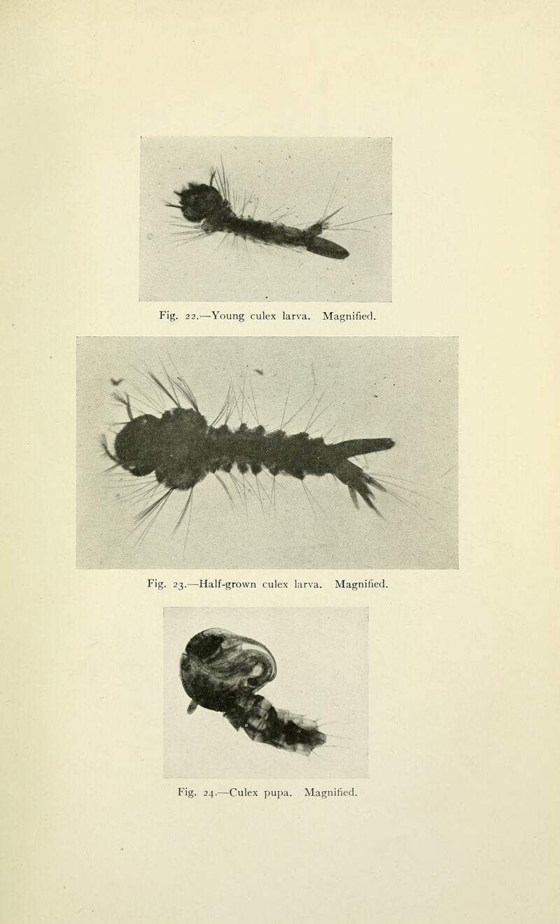 Fig. 23.—Half-grown culex larva. Magnified.