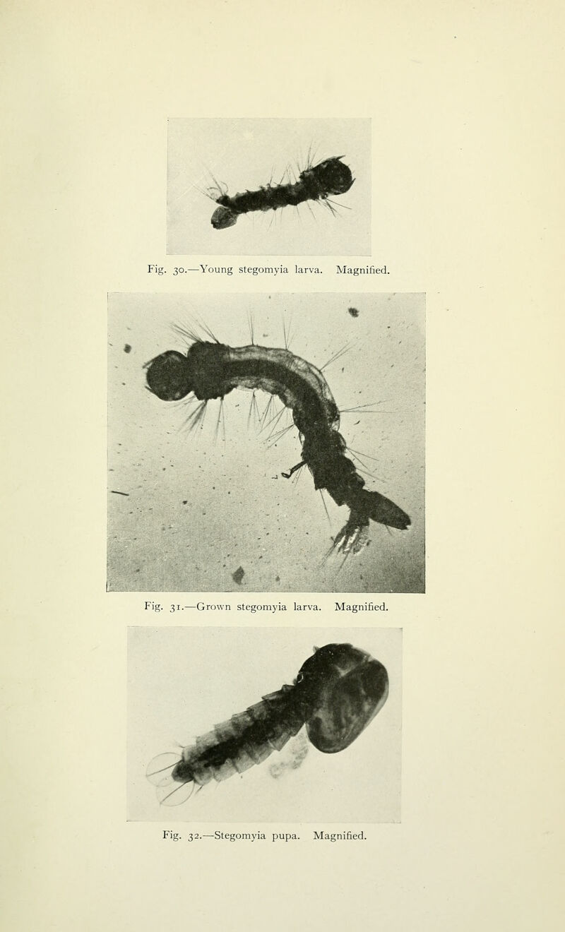 Fig. 31.—Grown stegomyia larva. Magnified. Fig. 32.—Stegomyia pupa. Magnified.