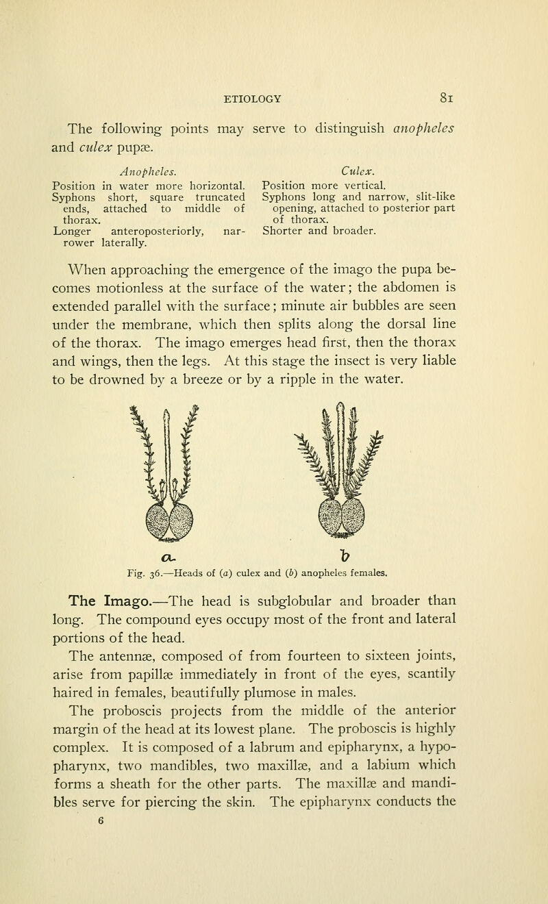 The following points may serve to distinguish anopheles and culex pupse. Anopheles. Position in water more horizontal. Syphons short, square truncated ends, attached to middle of thorax. Longer anteroposteriorly, nar- rower laterally. Culex. Position more vertical. Syphons long and narrow, slit-like opening, attached to posterior part of thorax. Shorter and broader. When approaching the emergence of the imago the pupa be- comes motionless at the surface of the water; the abdomen is extended parallel with the surface; minute air bubbles are seen under the membrane, which then splits along the dorsal line of the thorax. The imago emerges head first, then the thorax and wings, then the legs. At this stage the insect is very liable to be drowned by a breeze or by a ripple in the water. a- ~b Fig. 36.—Heads of (a) culex and (b) anopheles females. The Imago.—The head is subglobular and broader than long. The compound eyes occupy most of the front and lateral portions of the head. The antennae, composed of from fourteen to sixteen joints, arise from papillae immediately in front of the eyes, scantily haired in females, beautifully plumose in males. The proboscis projects from the middle of the anterior margin of the head at its lowest plane. The proboscis is highly complex. It is composed of a labrum and epipharynx, a hypo- pharynx, two mandibles, two maxillae, and a labium which forms a sheath for the other parts. The maxillae and mandi- bles serve for piercing the skin. The epipharynx conducts the 6